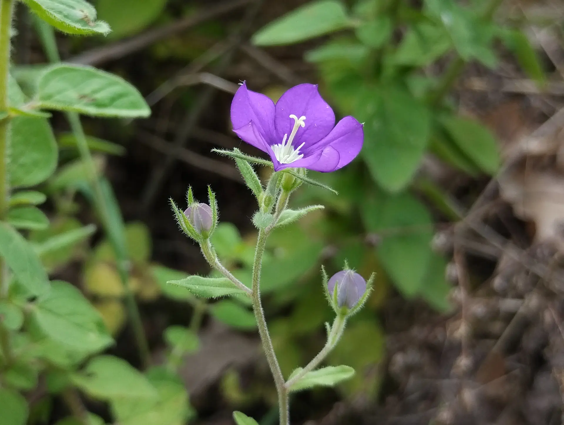 img/legousia-speculum-veneris-4.webp