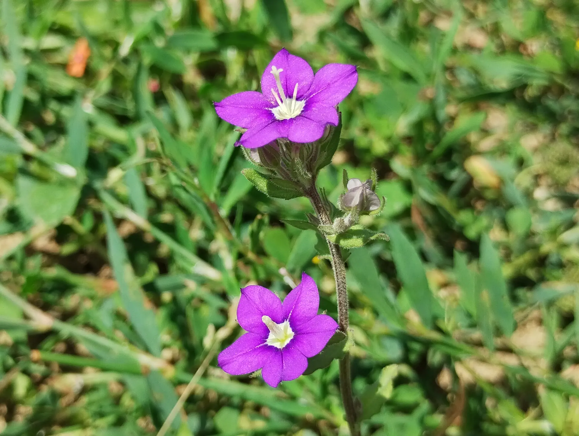 img/legousia-speculum-veneris-5.webp