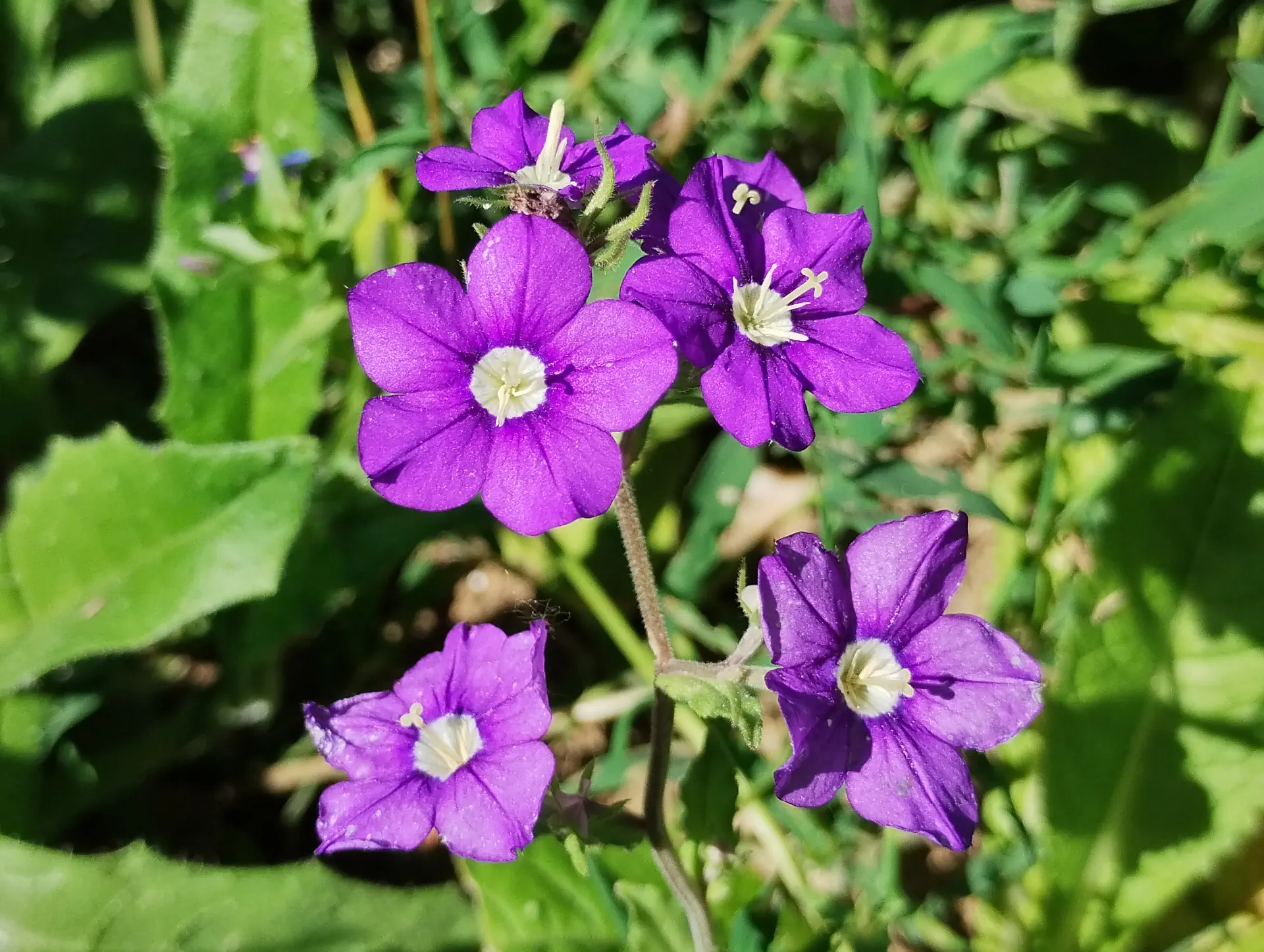 img/legousia-speculum-veneris-6.webp