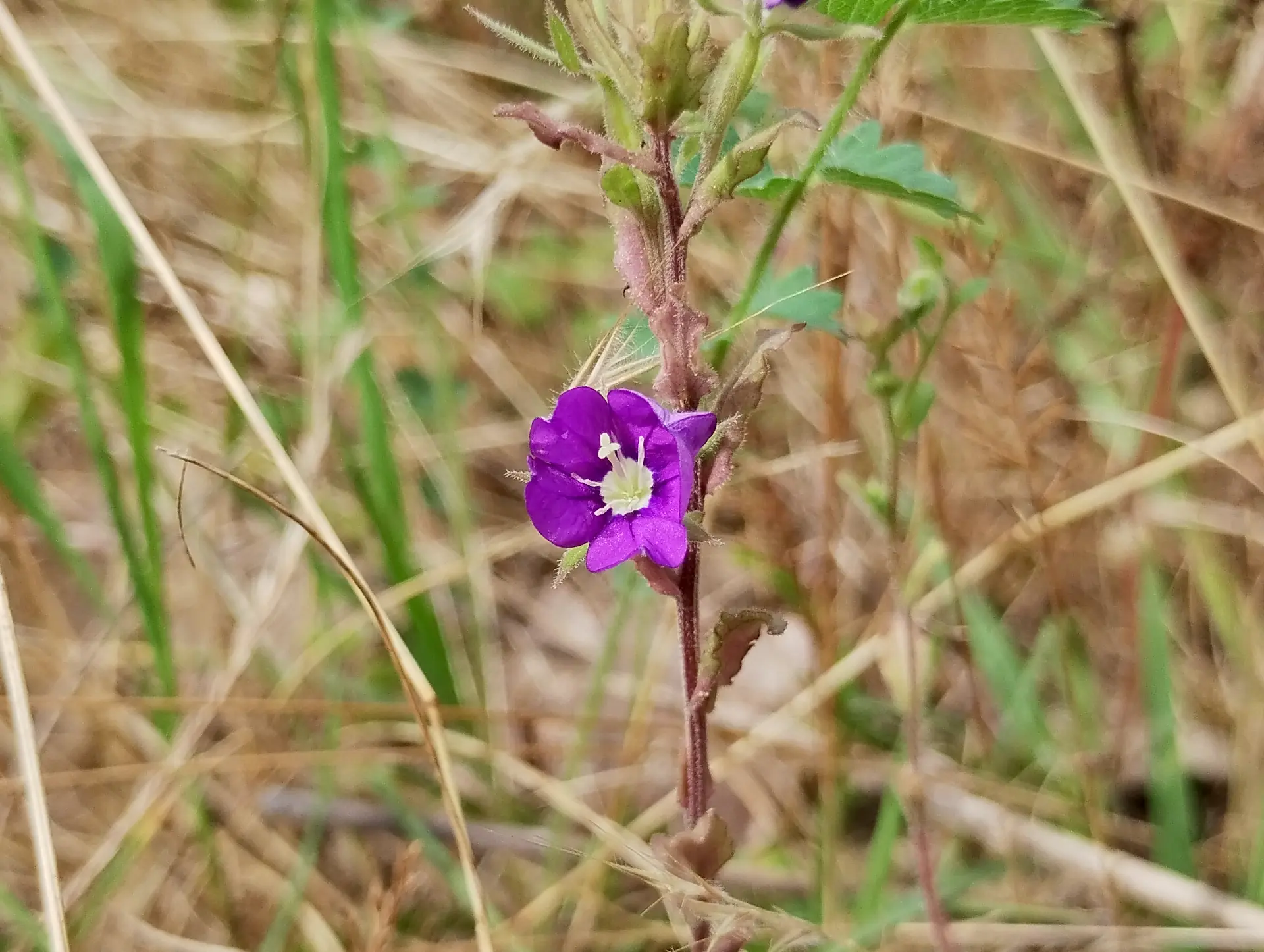img/legousia-speculum-veneris.webp