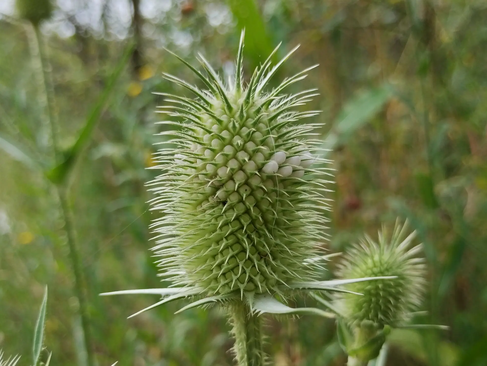 img/dipsacus-laciniatus-2.webp