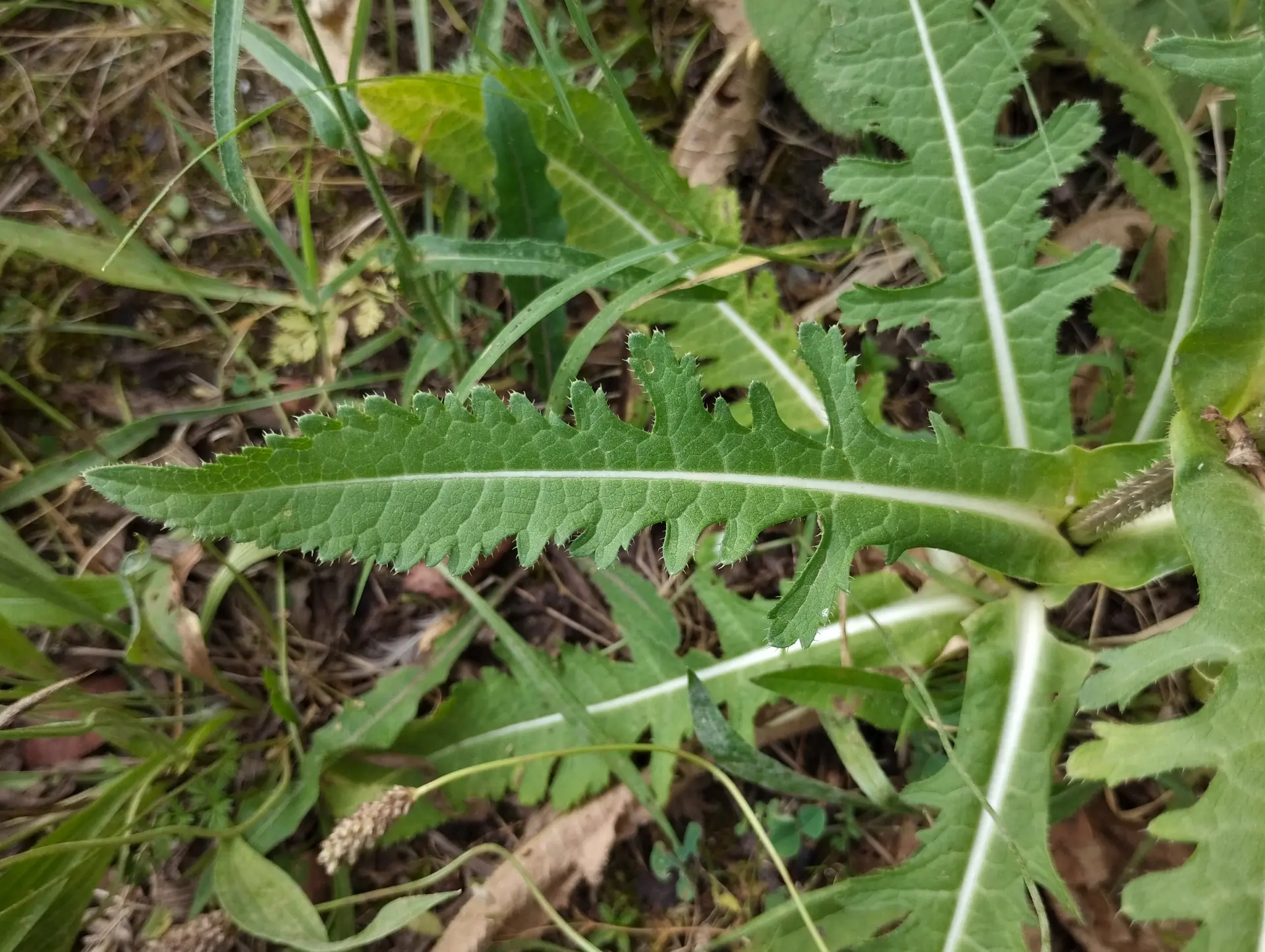 img/dipsacus-laciniatus-4.webp