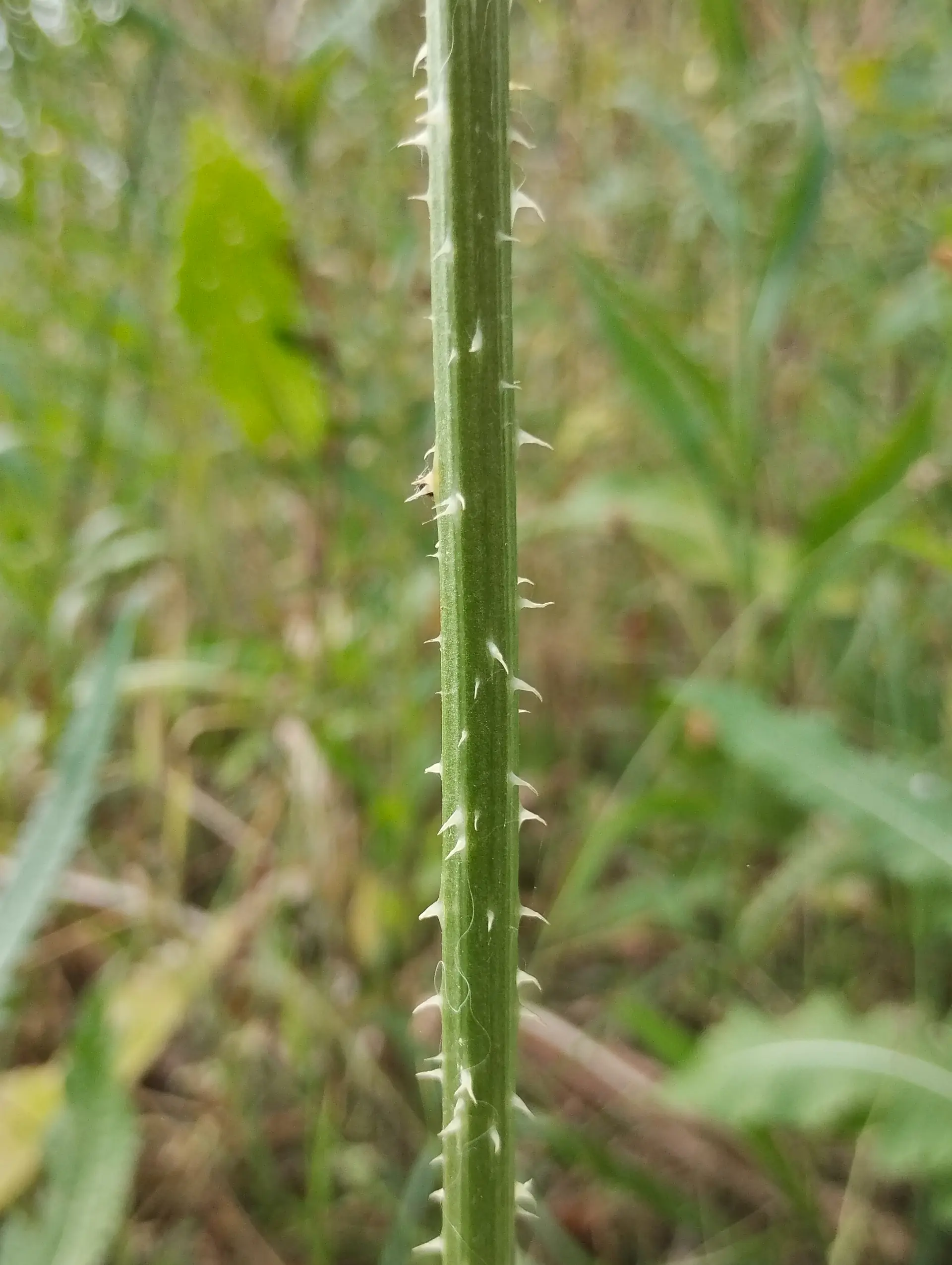 img/dipsacus-laciniatus-5.webp
