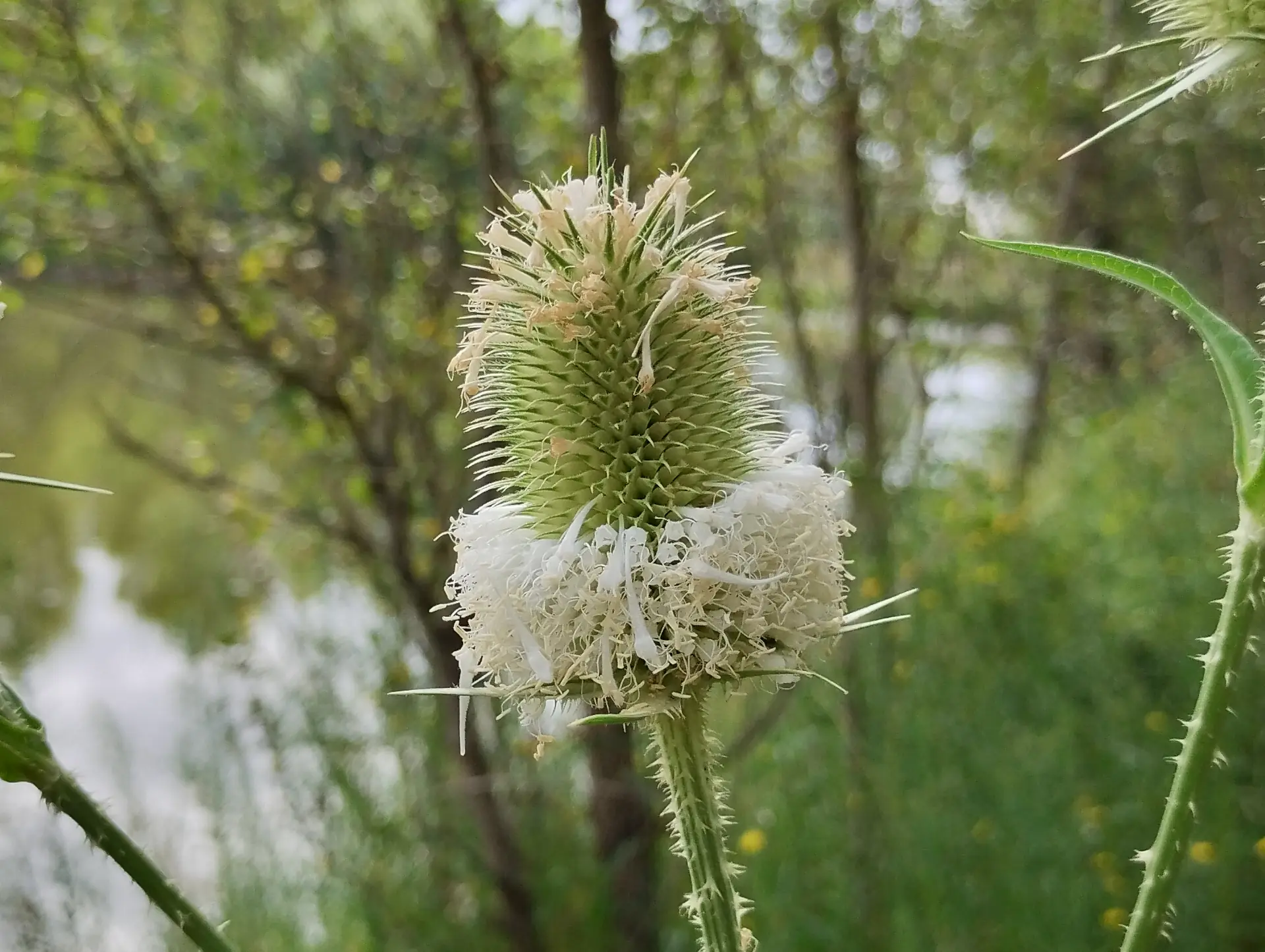 img/dipsacus-laciniatus.webp