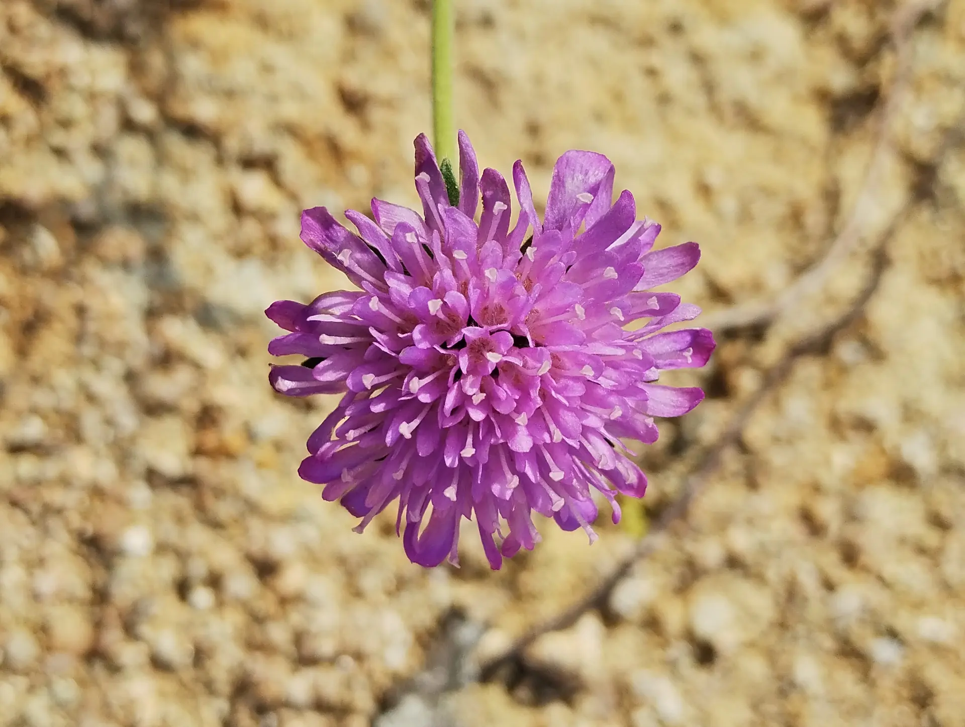 img/knautia-arvernensis.webp
