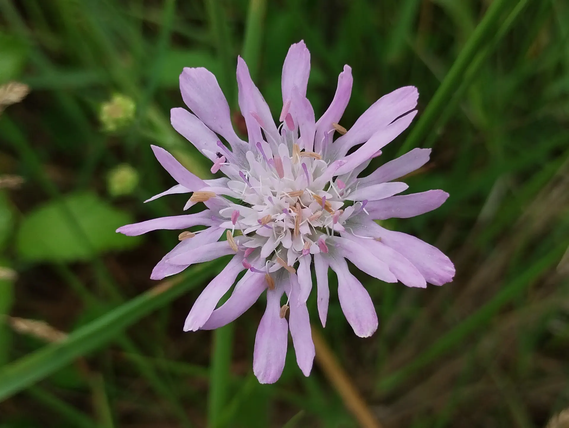 img/knautia-integrifolia-10.webp