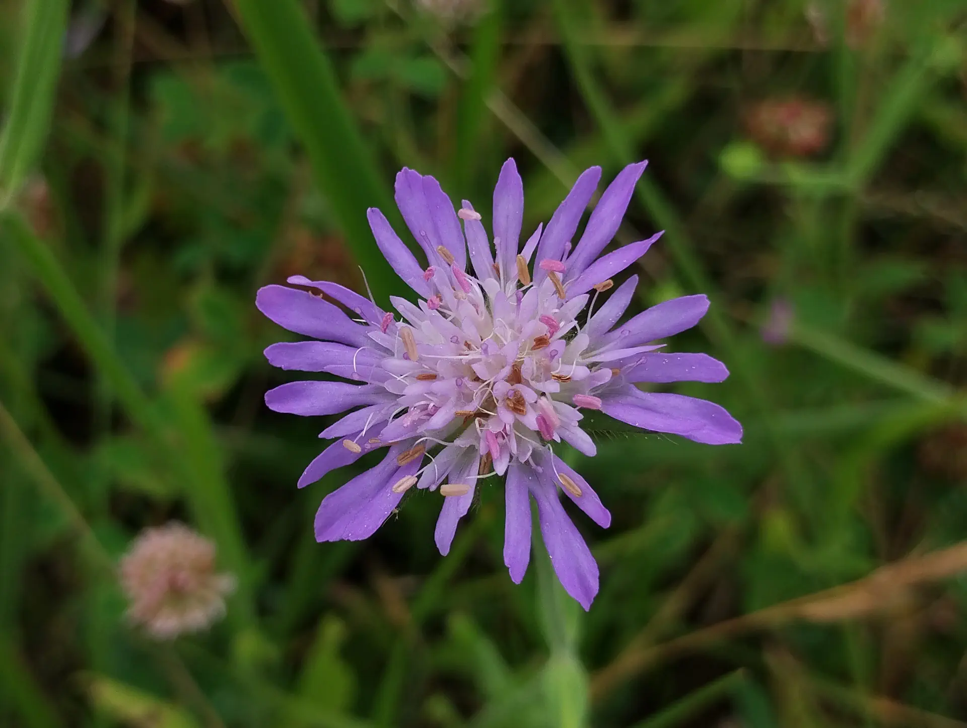 img/knautia-integrifolia-11.webp