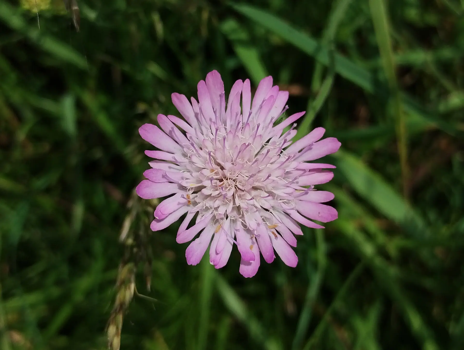 img/knautia-integrifolia-12.webp