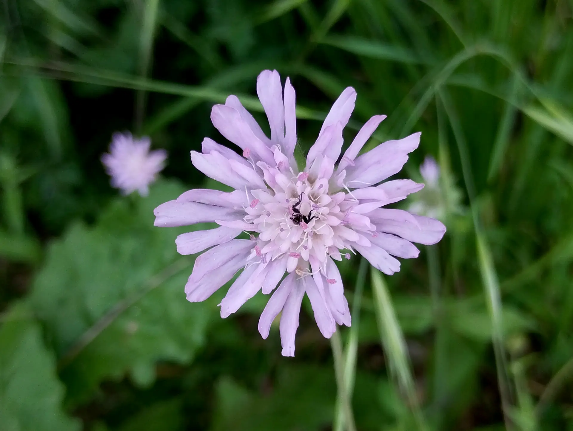 img/knautia-integrifolia-2.webp