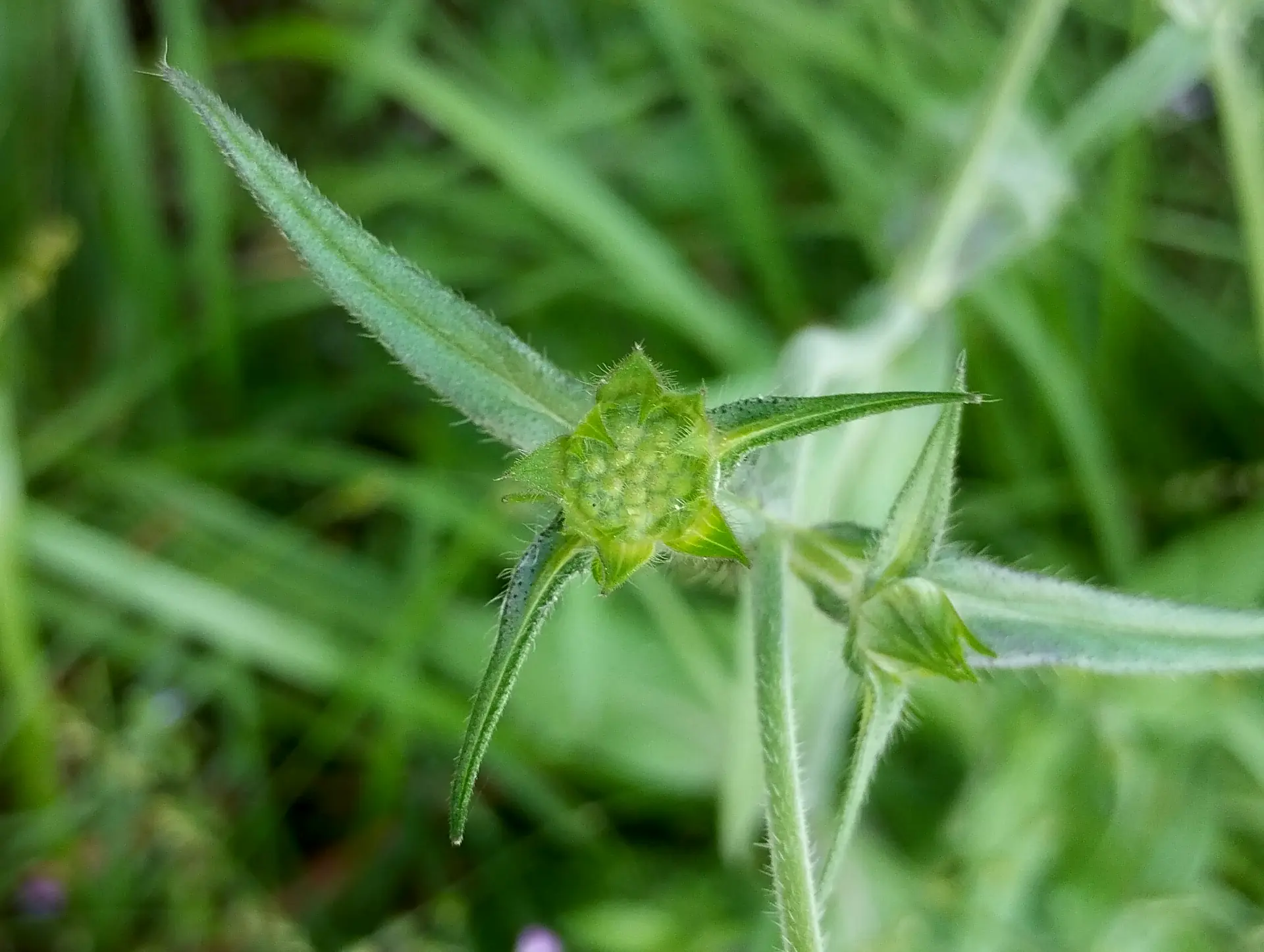 img/knautia-integrifolia-3.webp