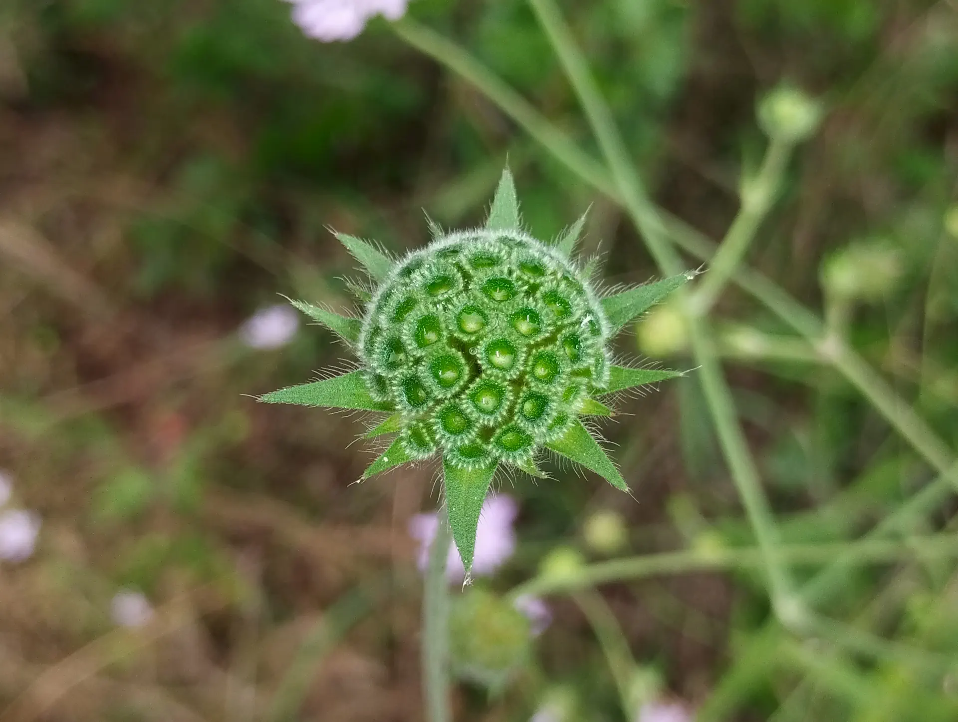 img/knautia-integrifolia-8.webp