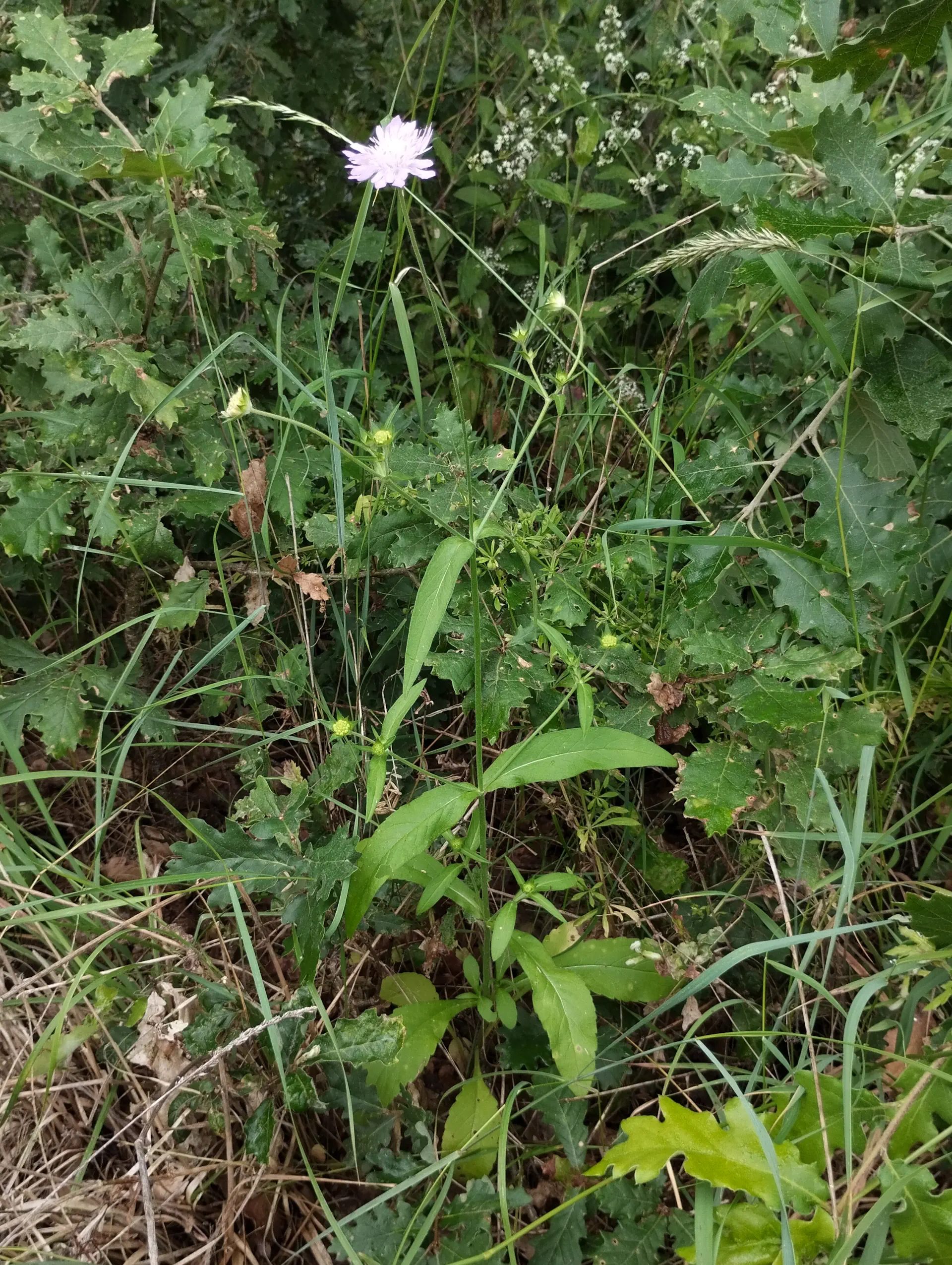 img/knautia-integrifolia-9.webp