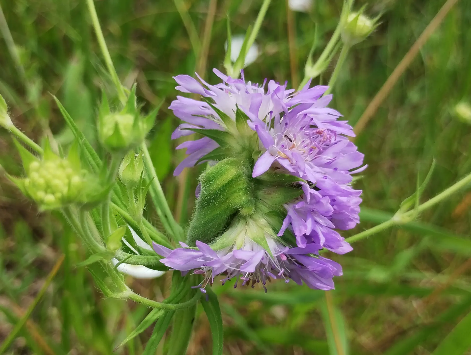 img/knautia-integrifolia-anomaly-2.webp