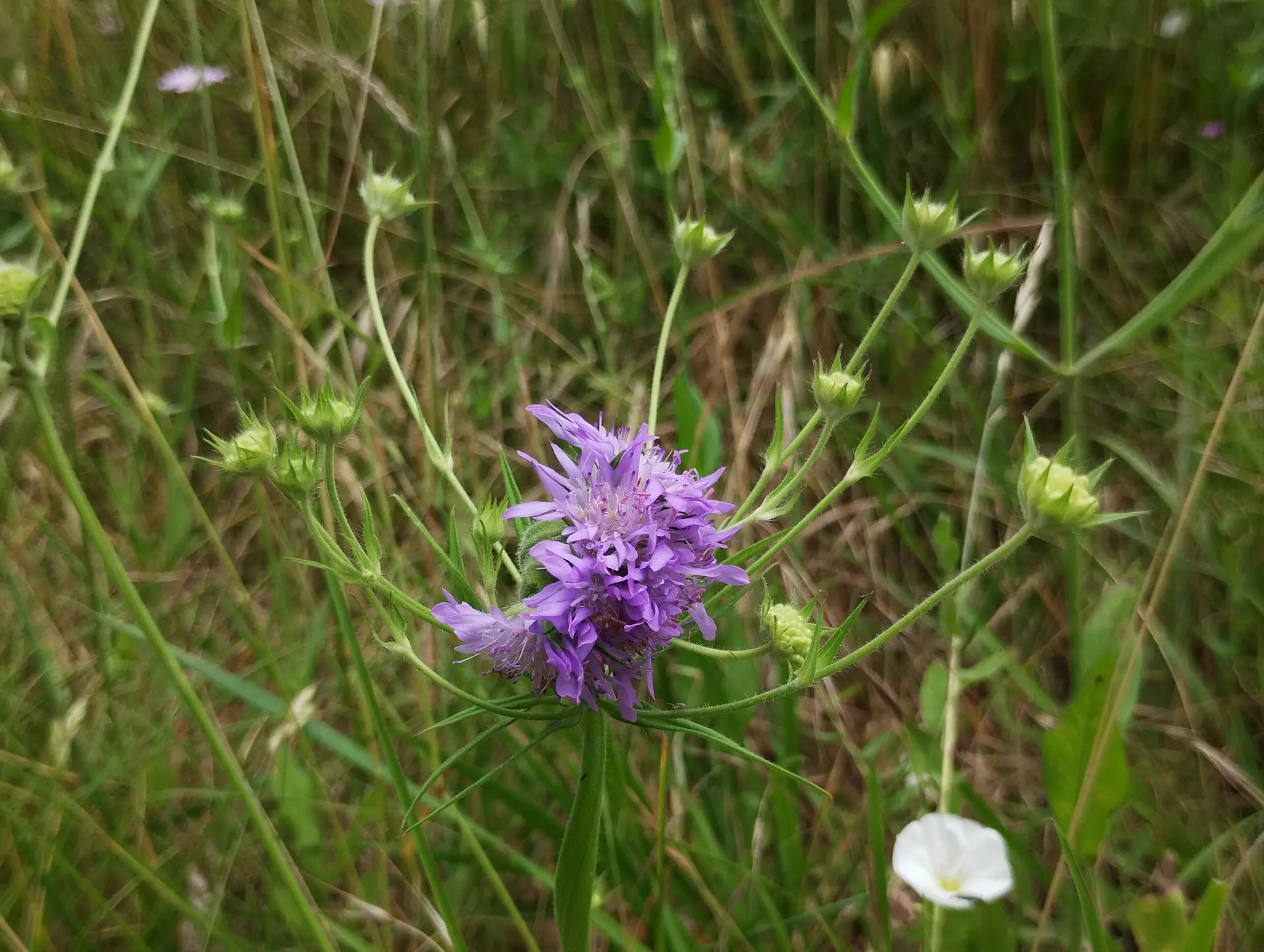 img/knautia-integrifolia-anomaly-3.webp