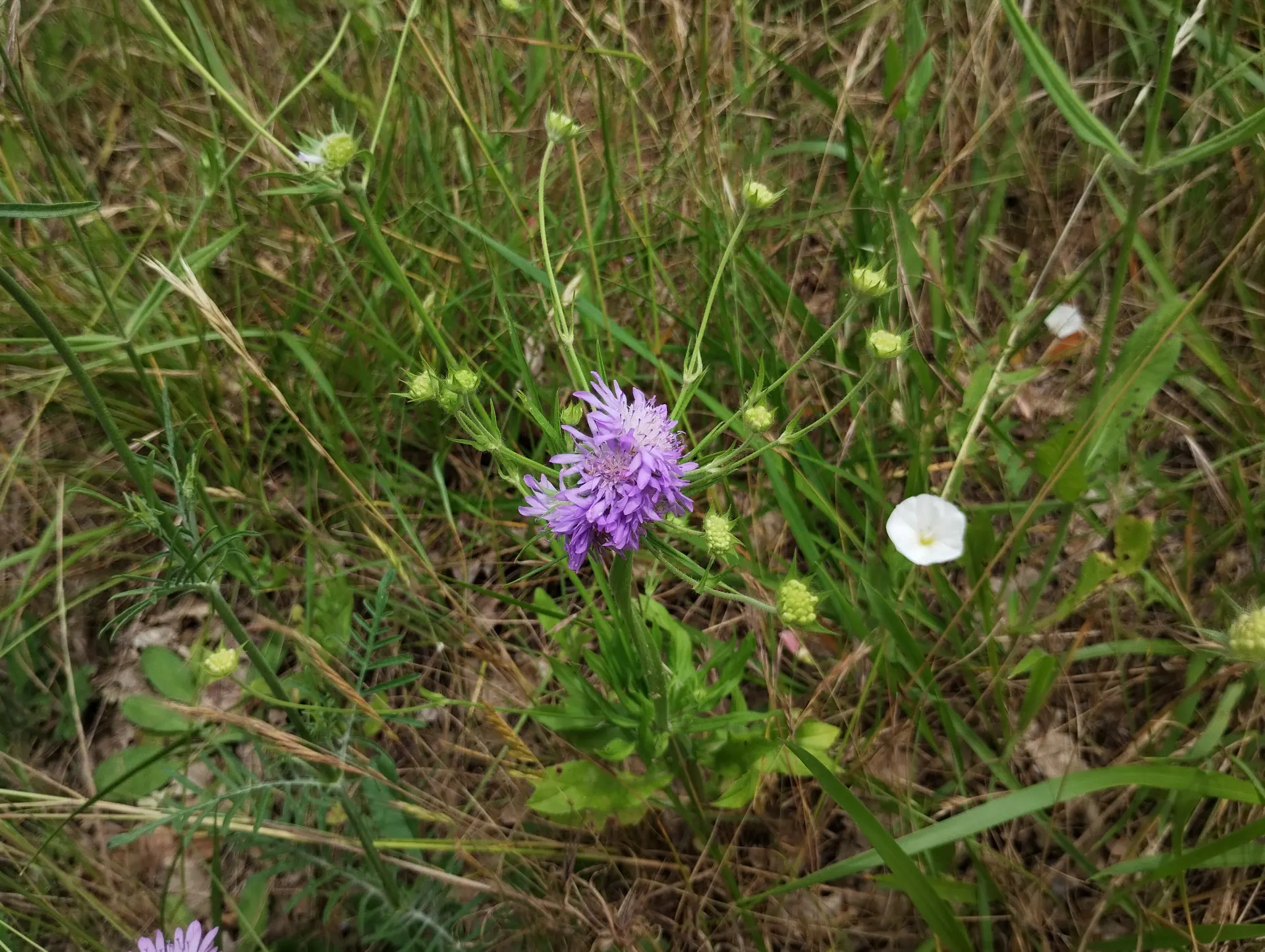 img/knautia-integrifolia-anomaly-4.webp