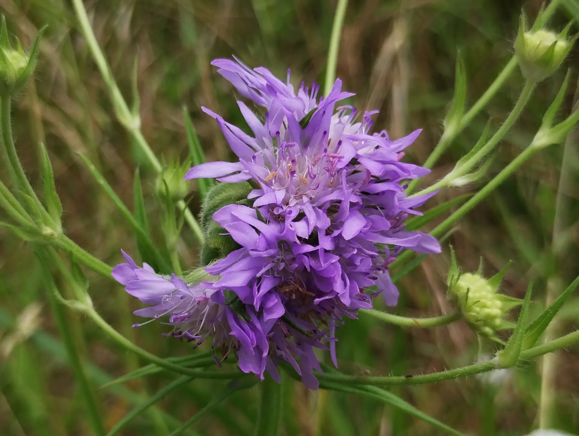 img/knautia-integrifolia-anomaly.webp