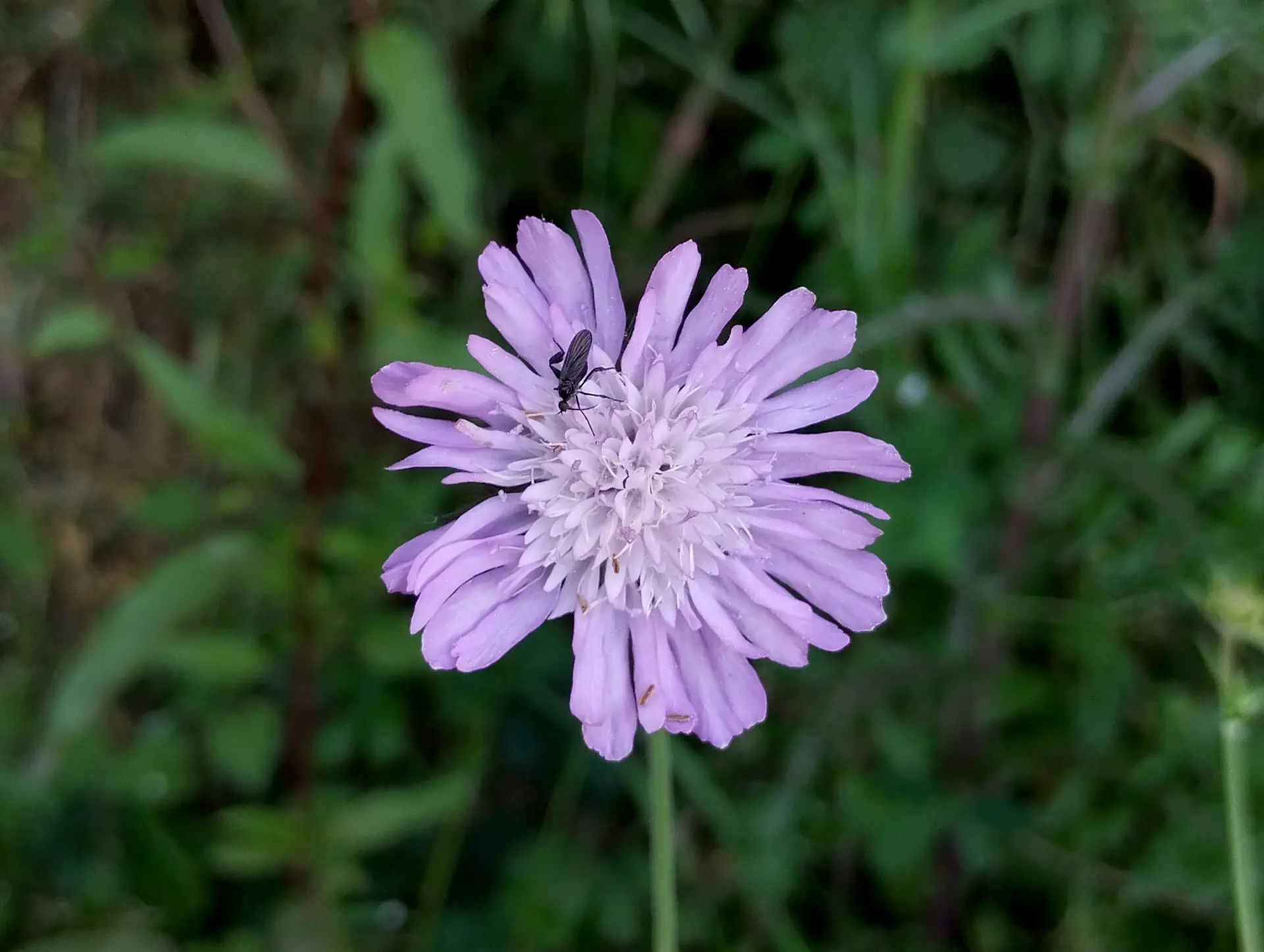 img/knautia-integrifolia.webp