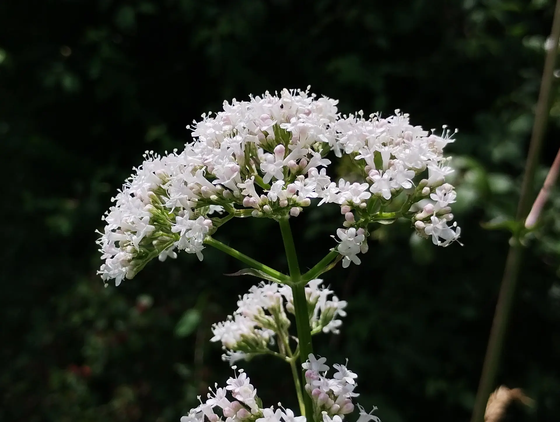 img/valeriana-officinalis-2.webp