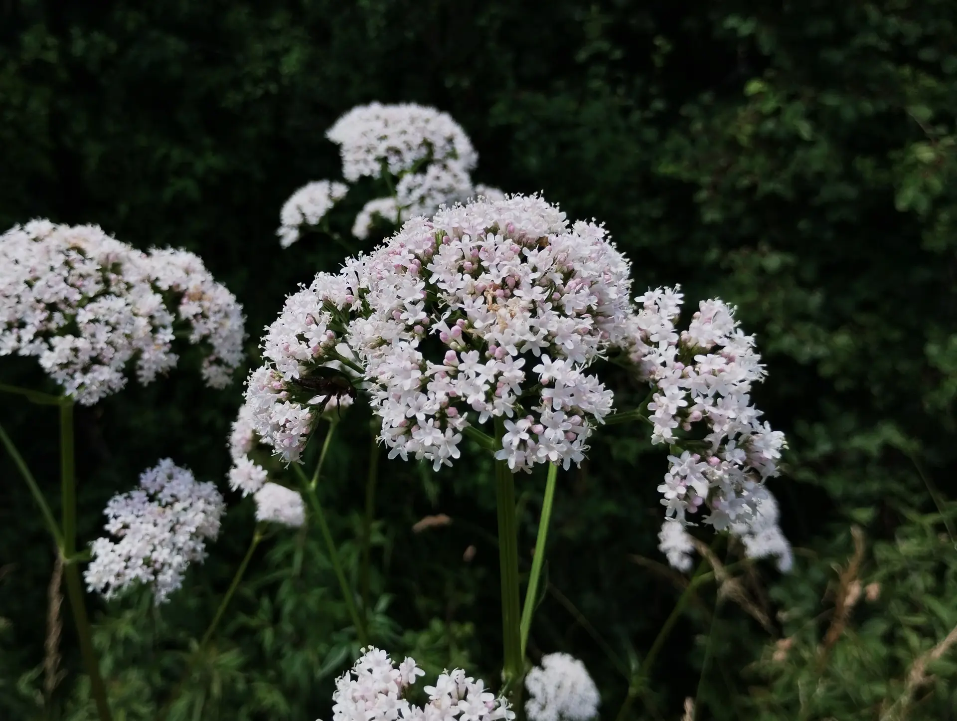 img/valeriana-officinalis-3.webp