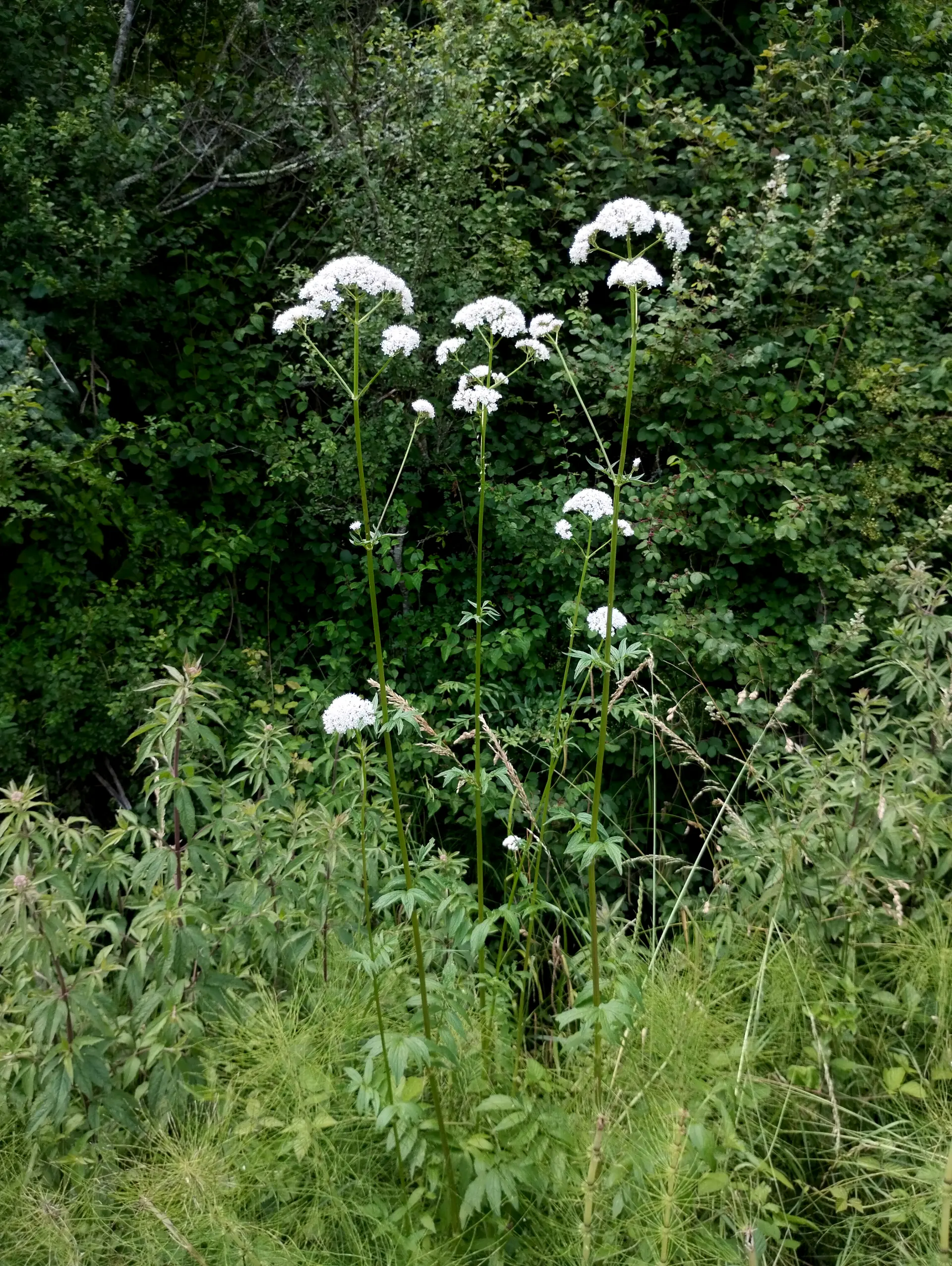 img/valeriana-officinalis-4.webp