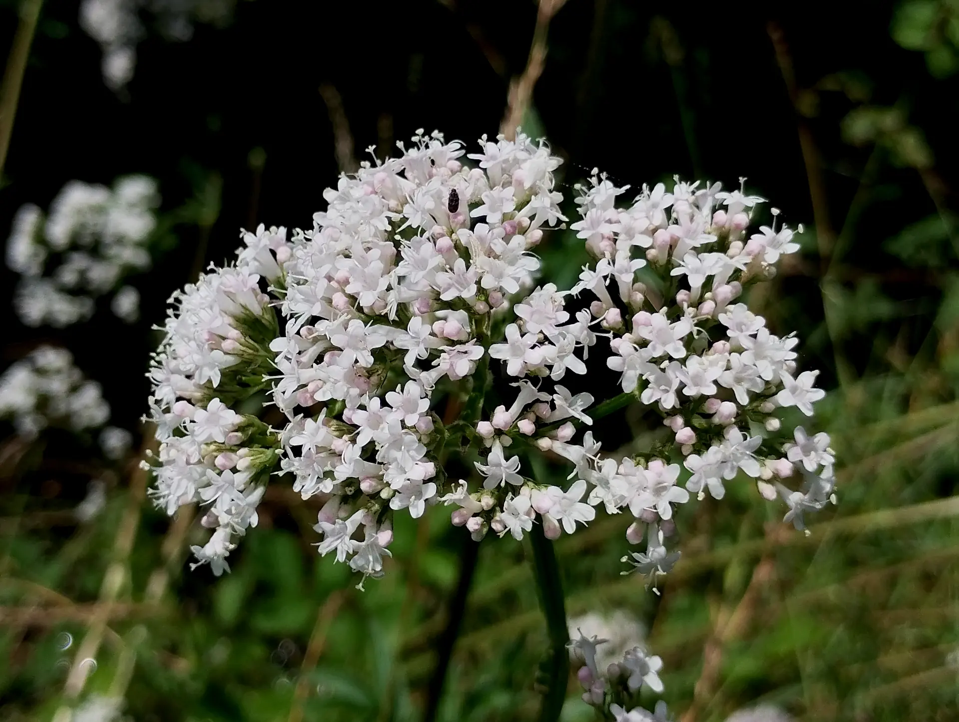 img/valeriana-officinalis.webp