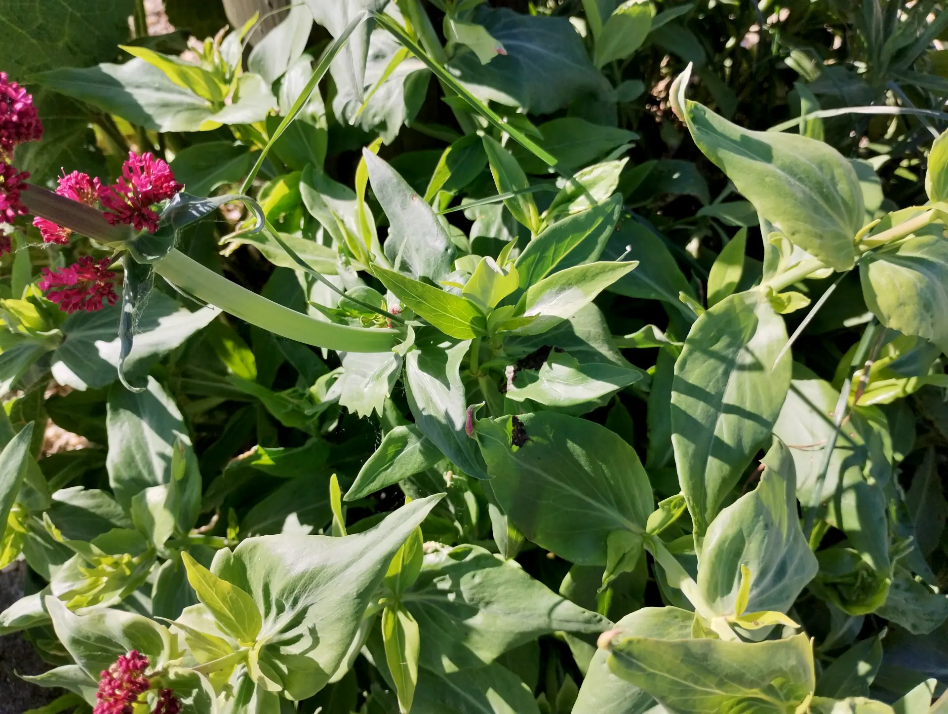 img/valeriana-rubra-4.webp