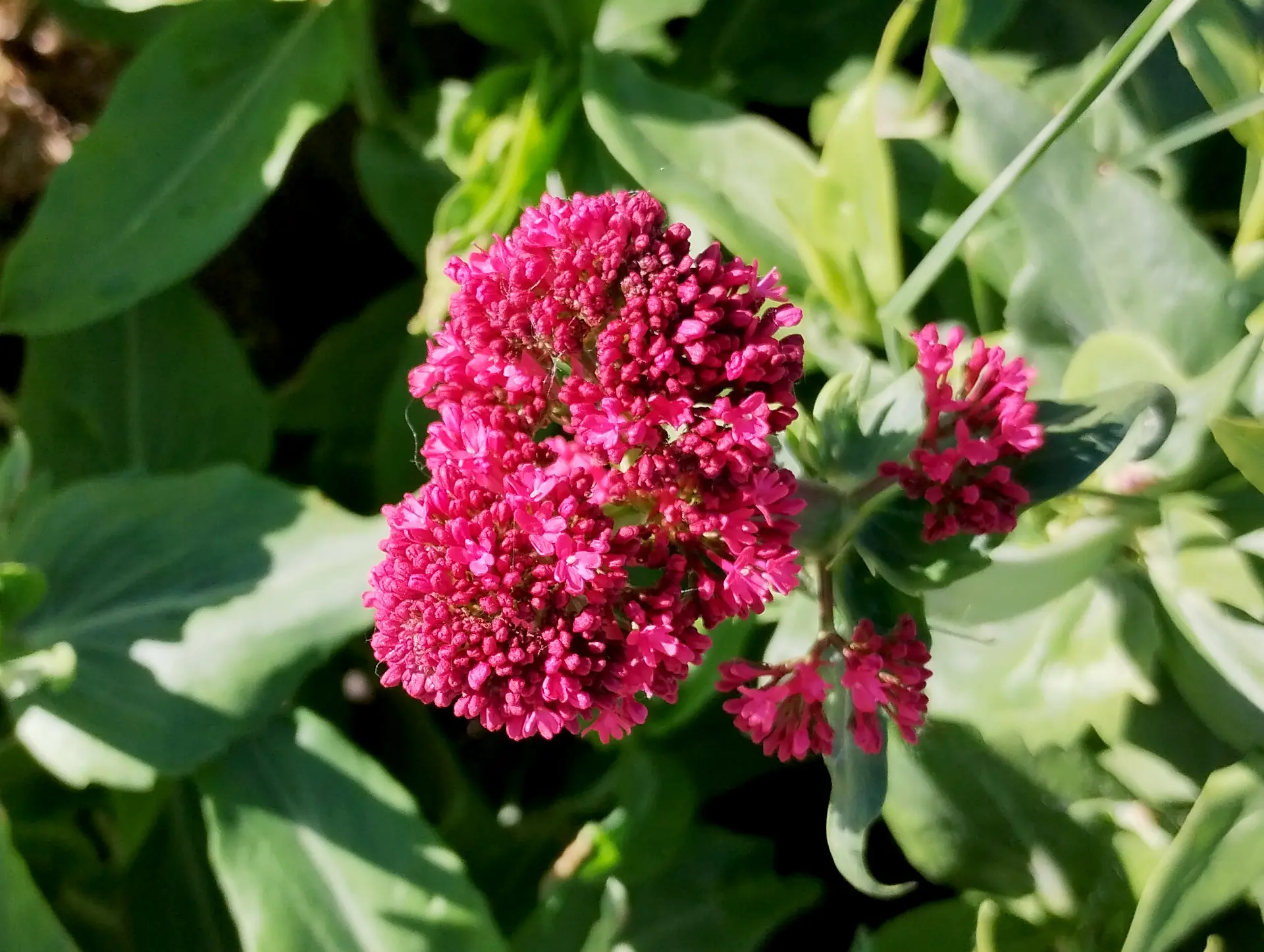 img/valeriana-rubra.webp