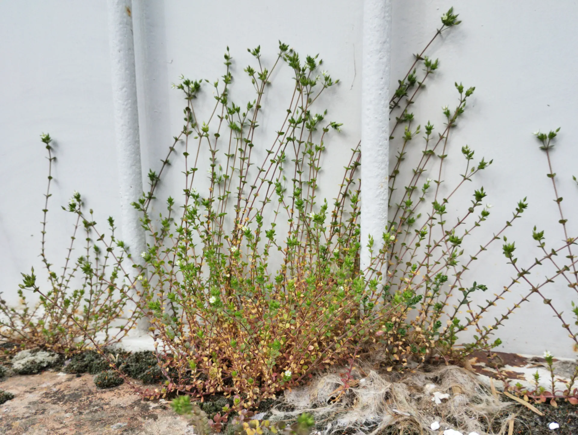 img/arenaria-serpyllifolia-2.webp