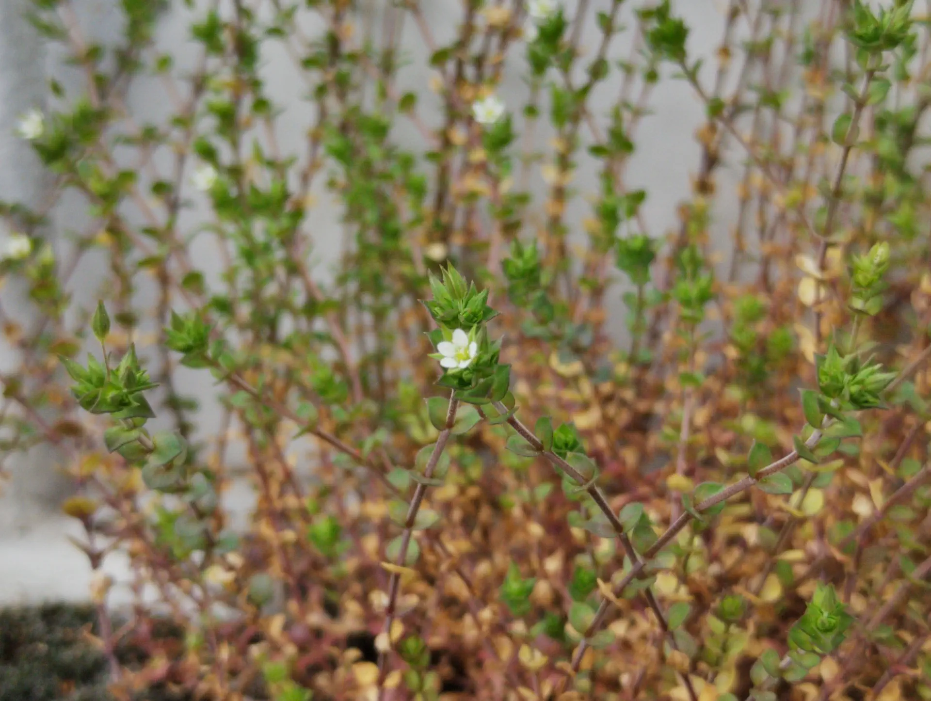 img/arenaria-serpyllifolia.webp