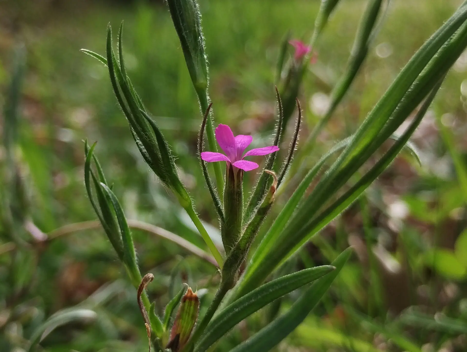 img/dianthus-armeria-2.webp