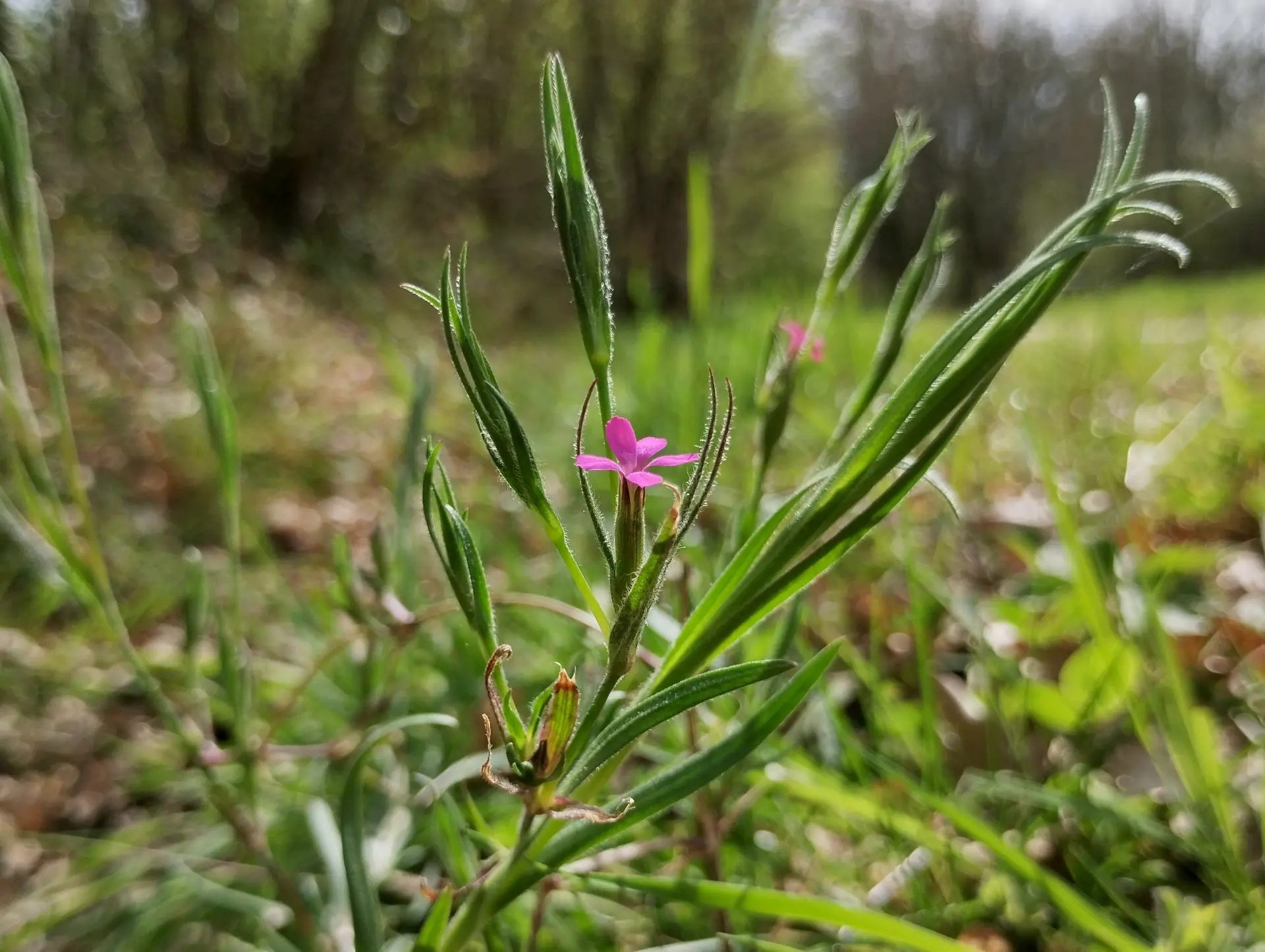 img/dianthus-armeria-3.webp
