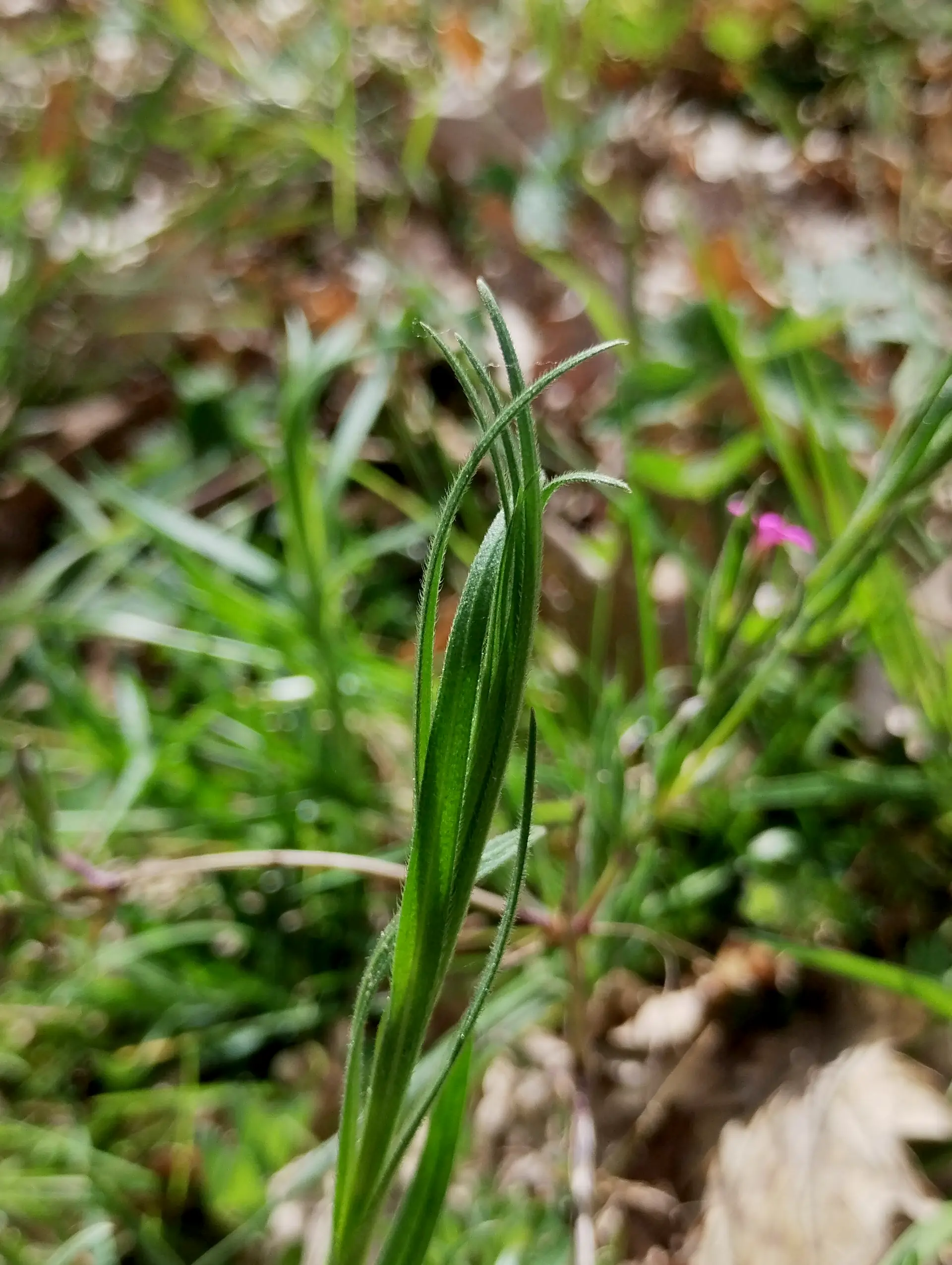img/dianthus-armeria-5.webp