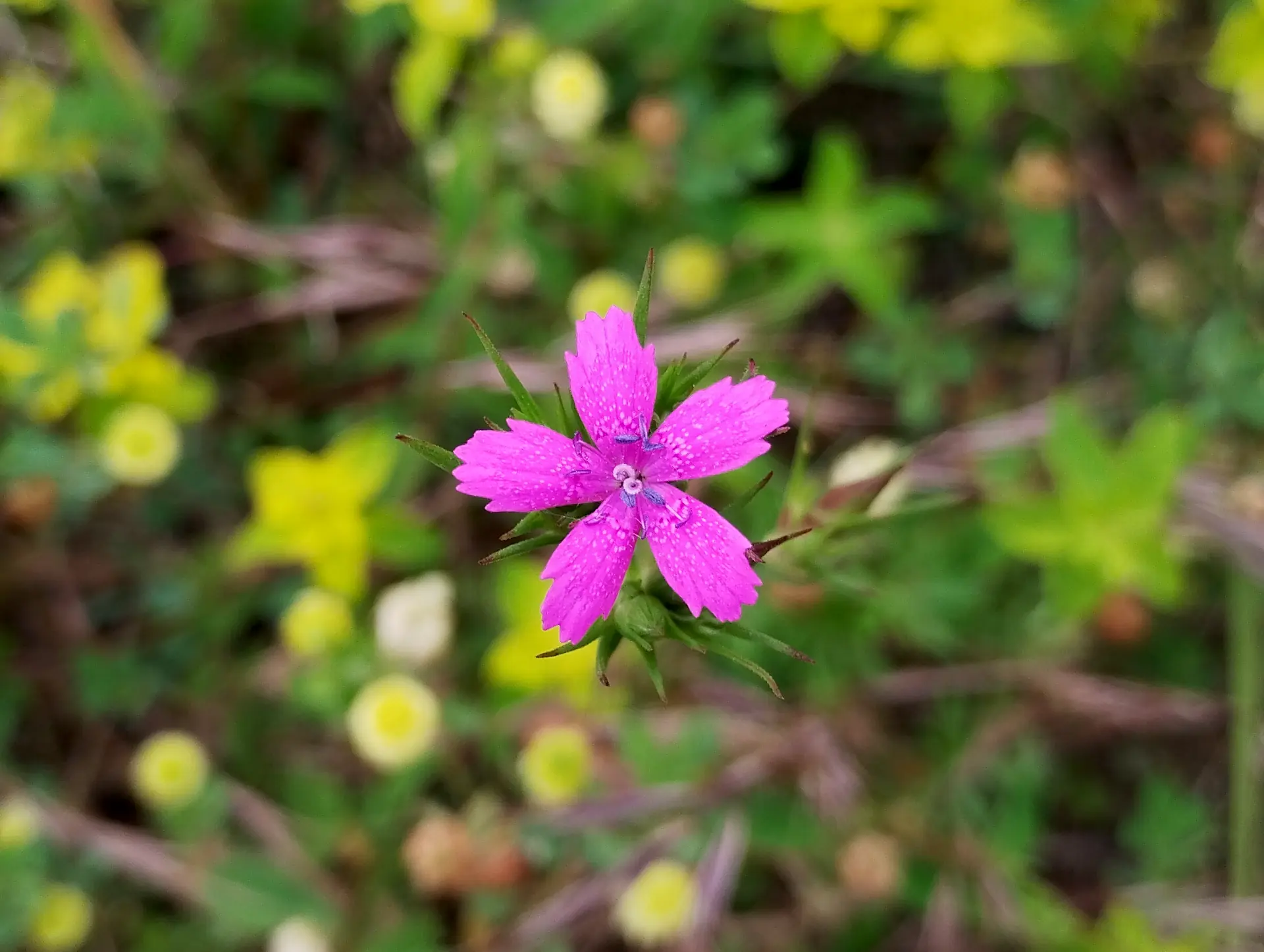 img/dianthus-armeria-6.webp