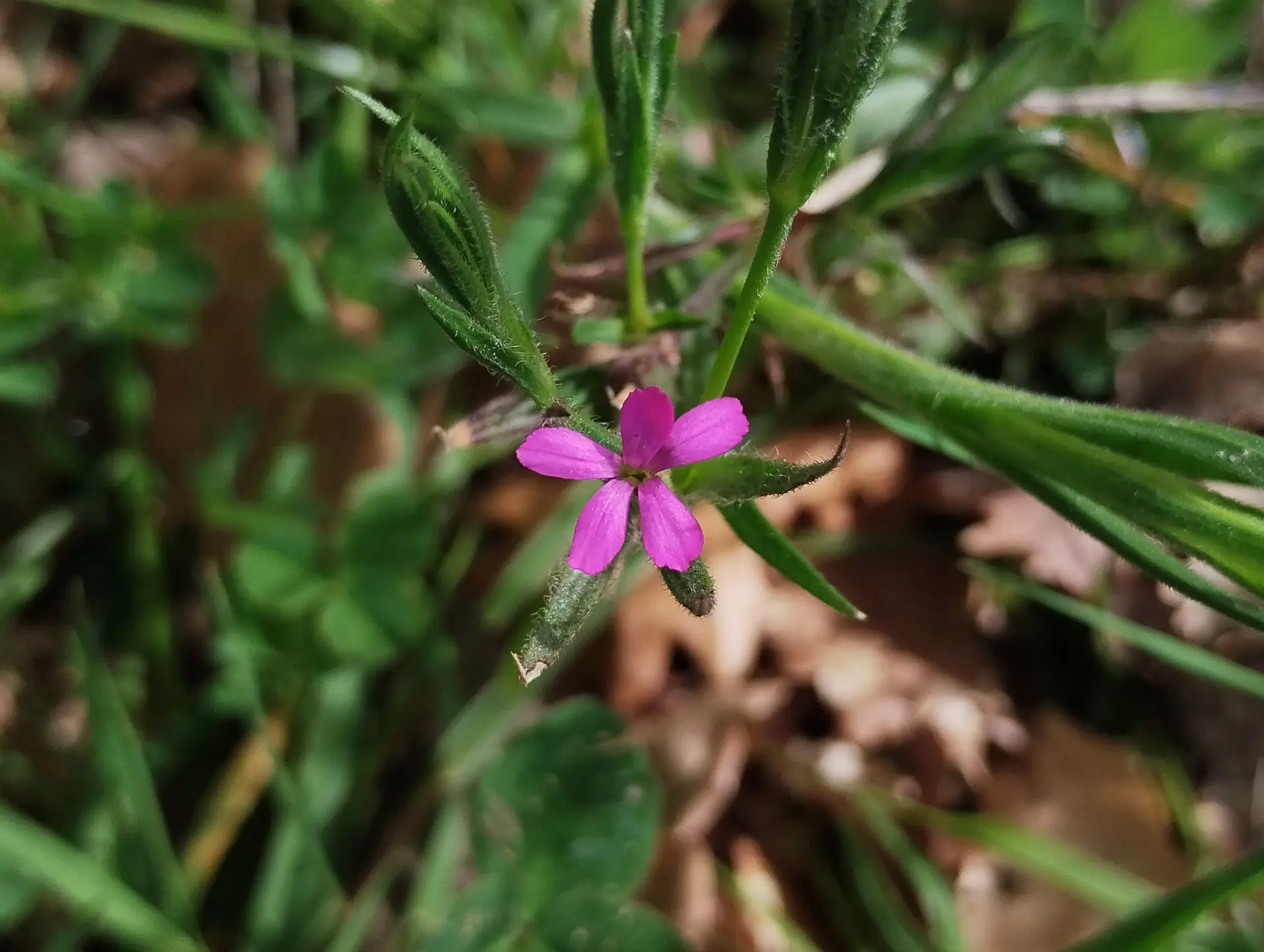 img/dianthus-armeria.webp