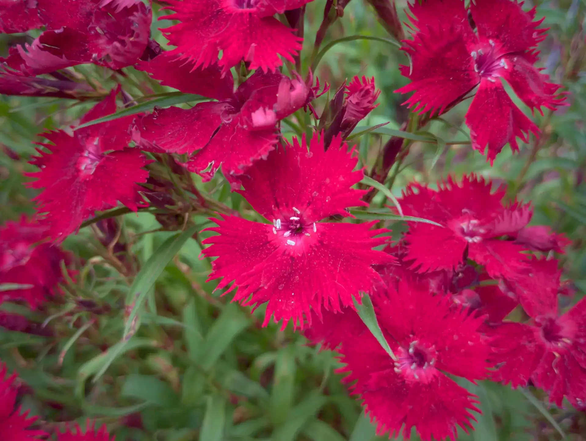 img/dianthus-chinensis.webp