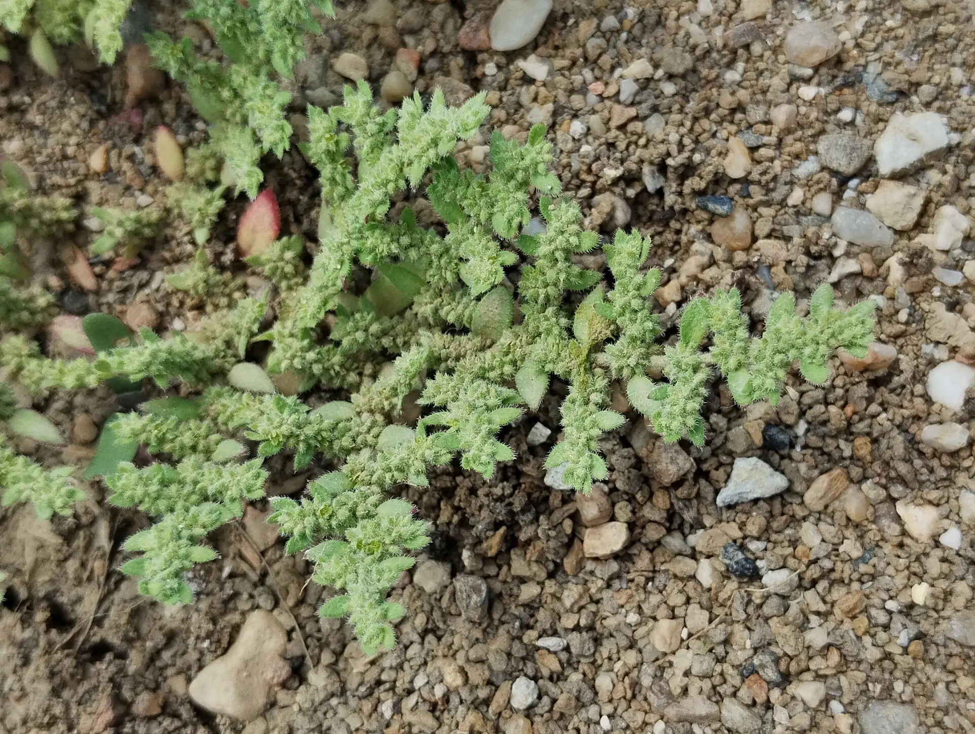 img/herniaria-hirsuta.webp