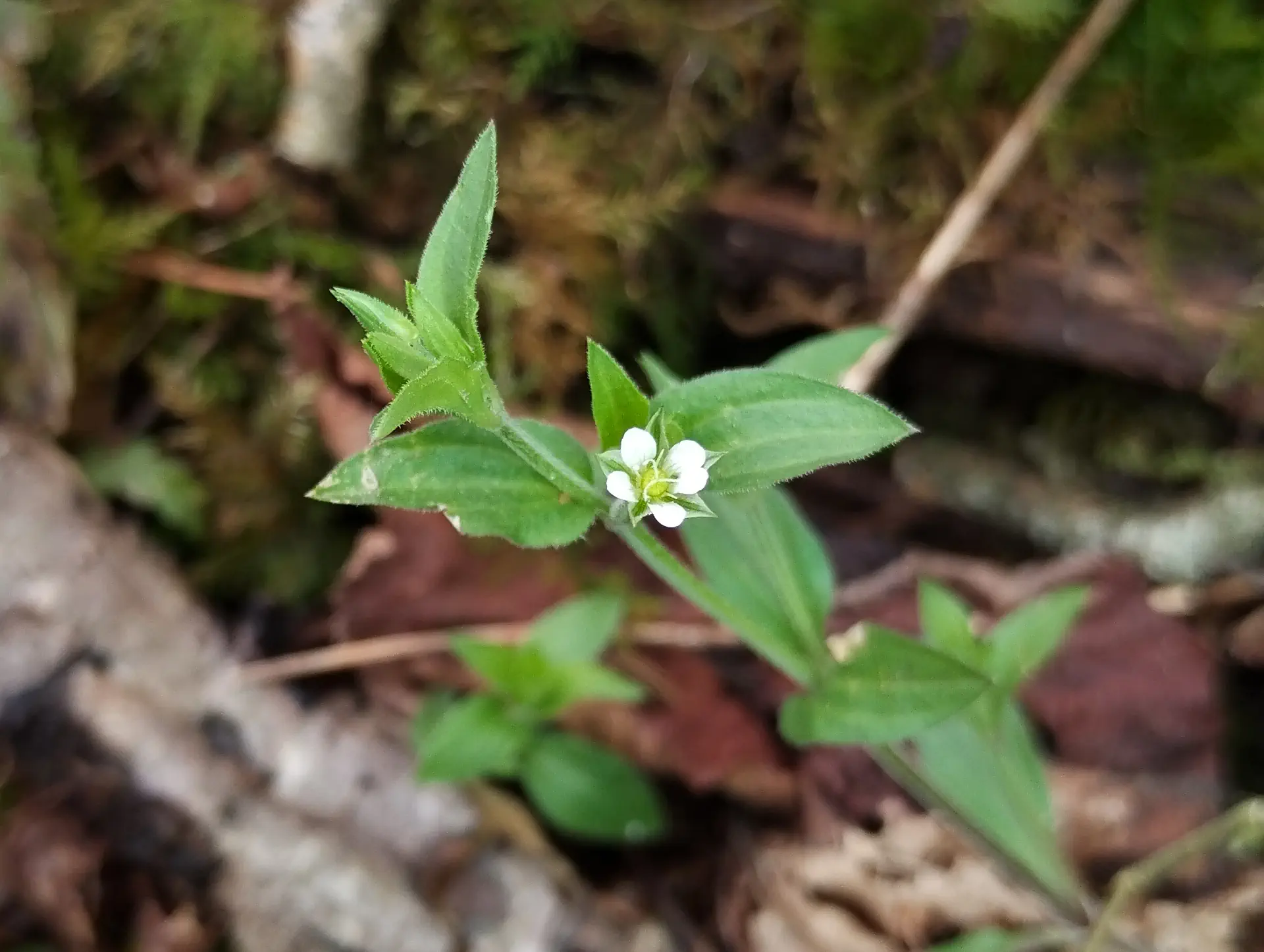 img/moehringia-trinervia.webp