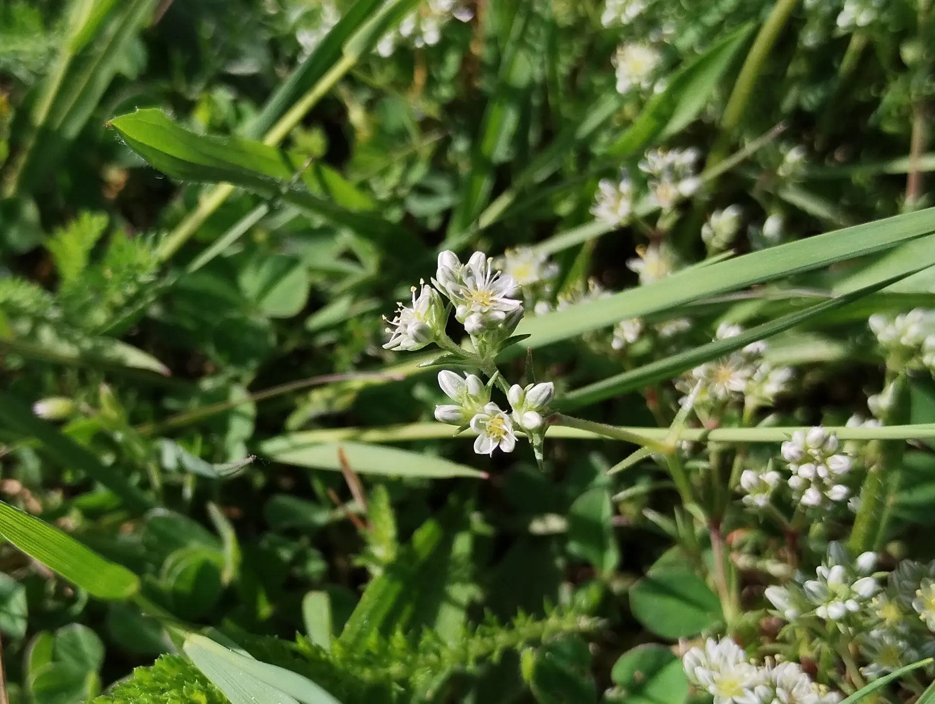 img/scleranthus-perennis.webp