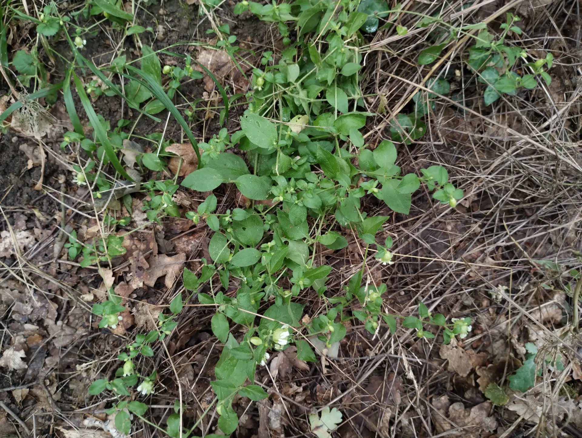 img/silene-baccifera-3.webp