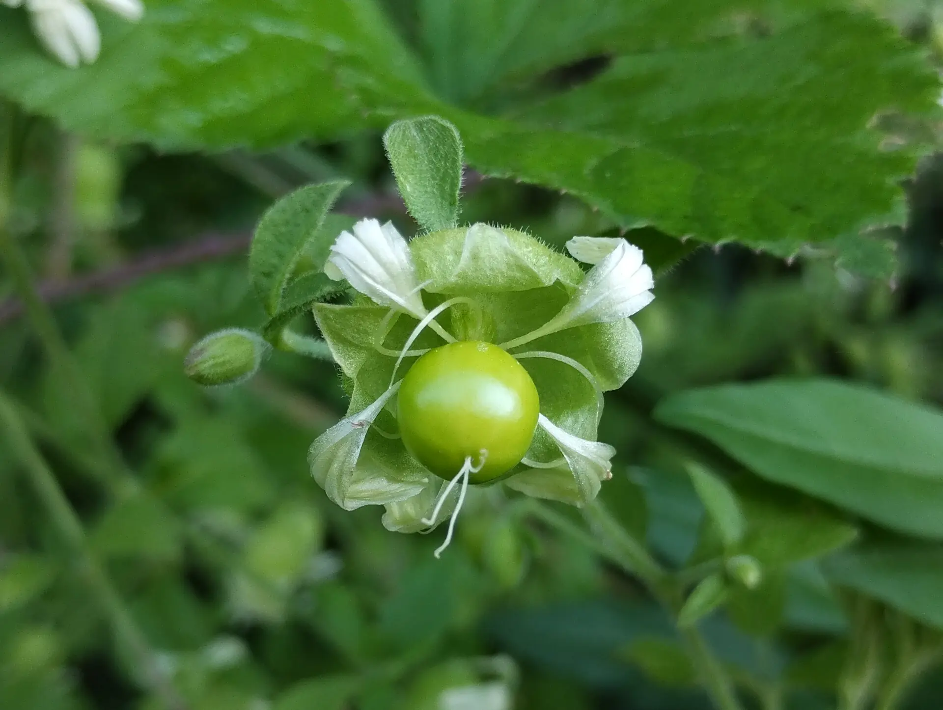 img/silene-baccifera-5.webp