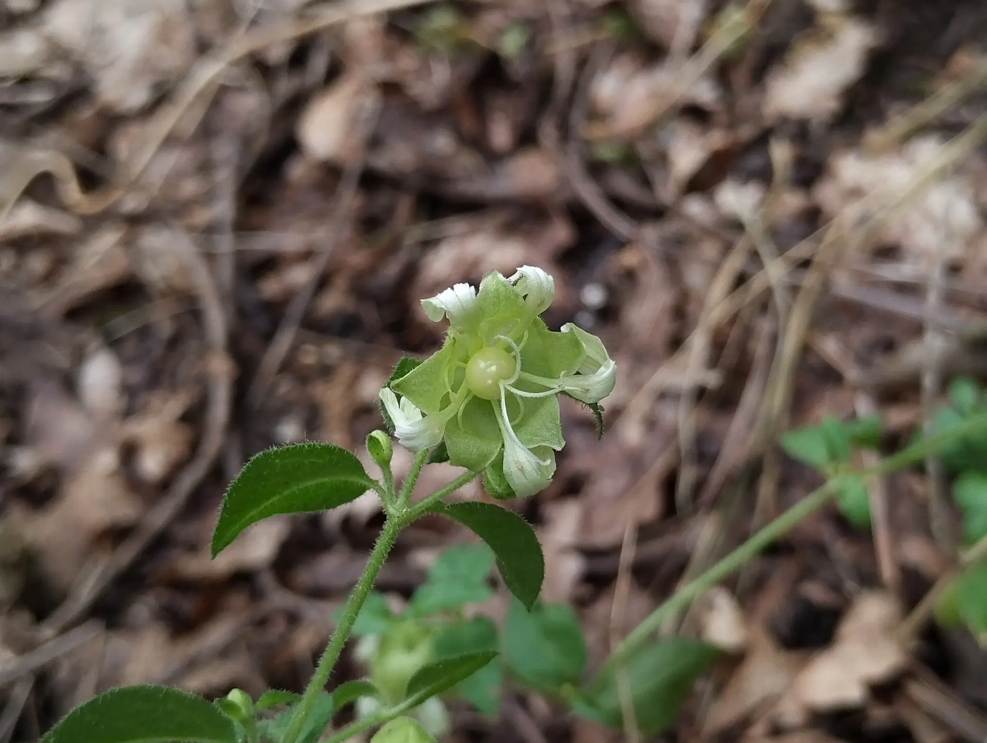 img/silene-baccifera.webp