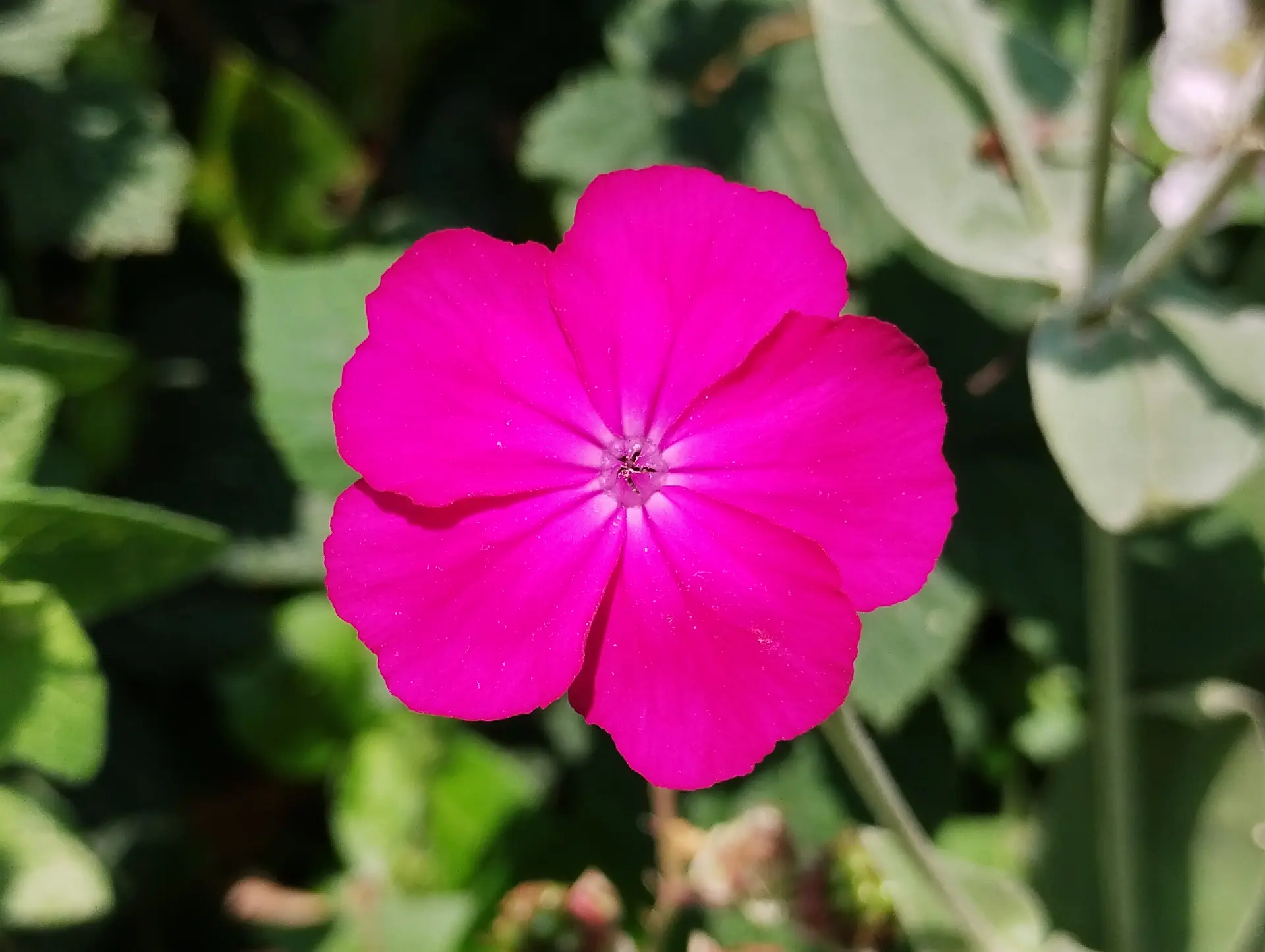 img/silene-coronaria-2.webp