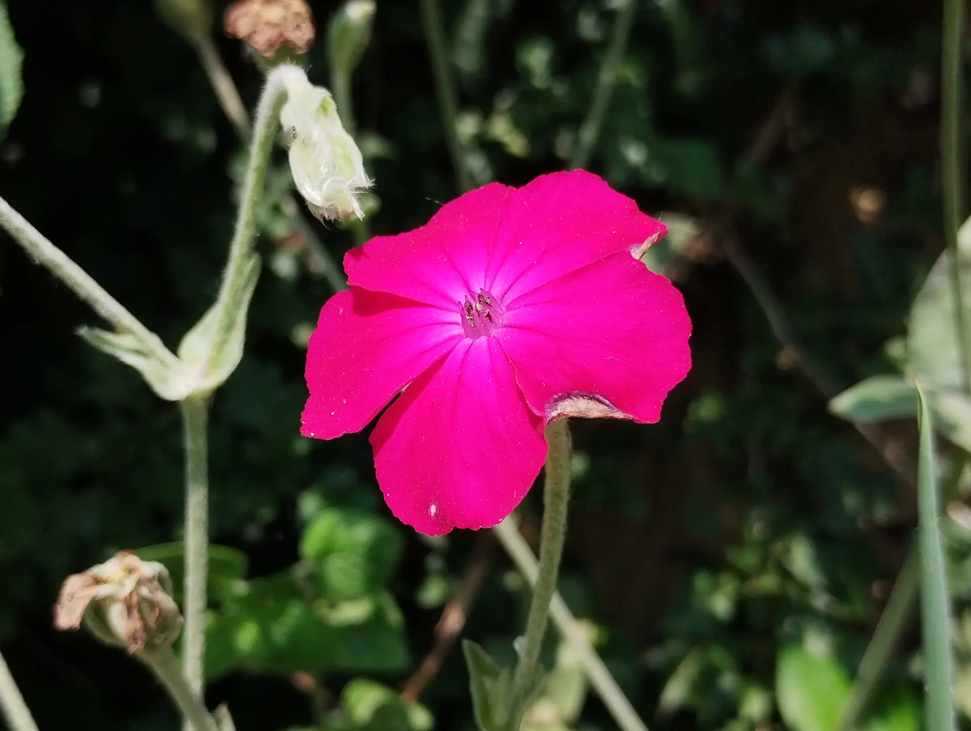 img/silene-coronaria-3.webp