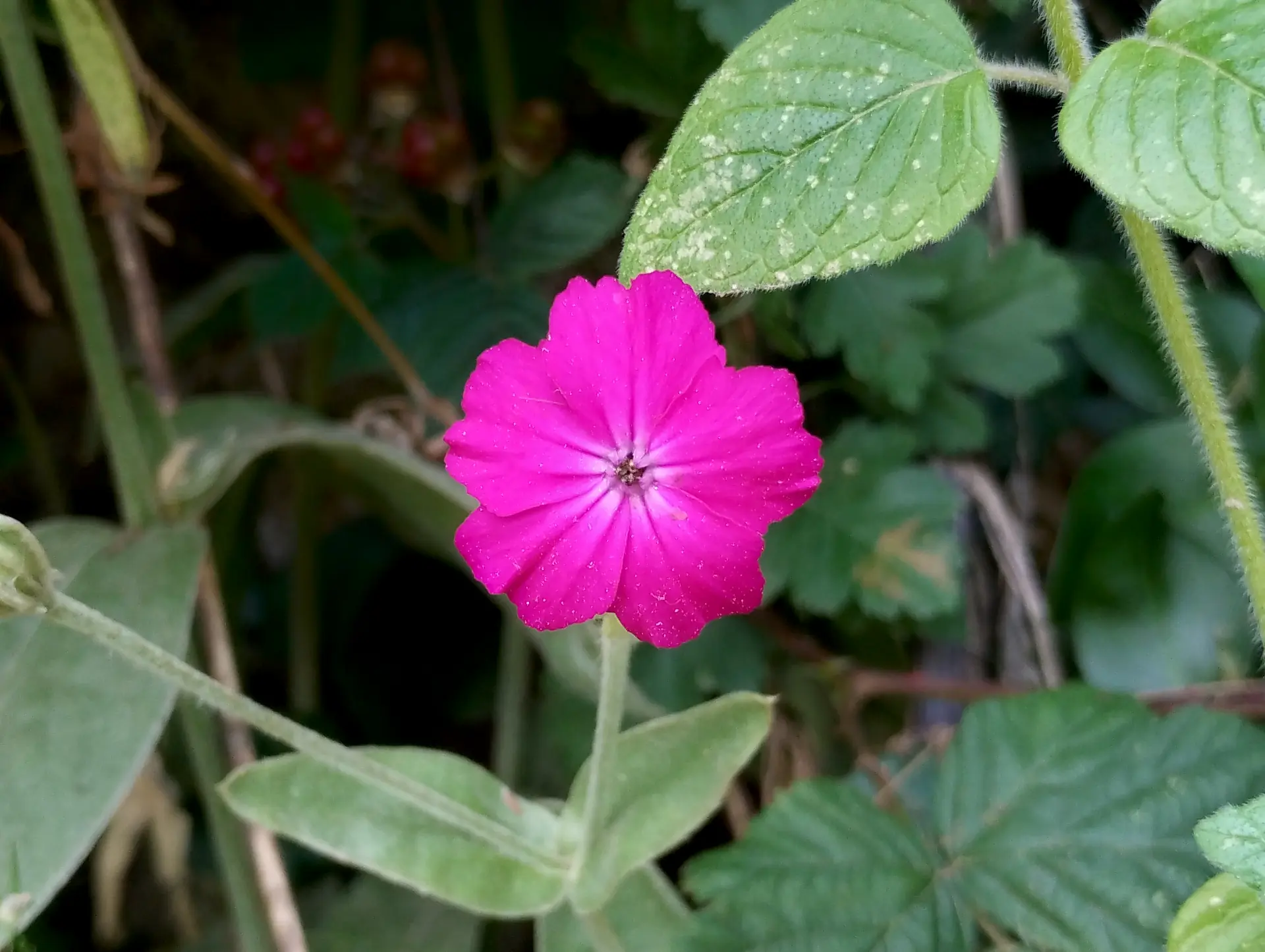 img/silene-coronaria.webp