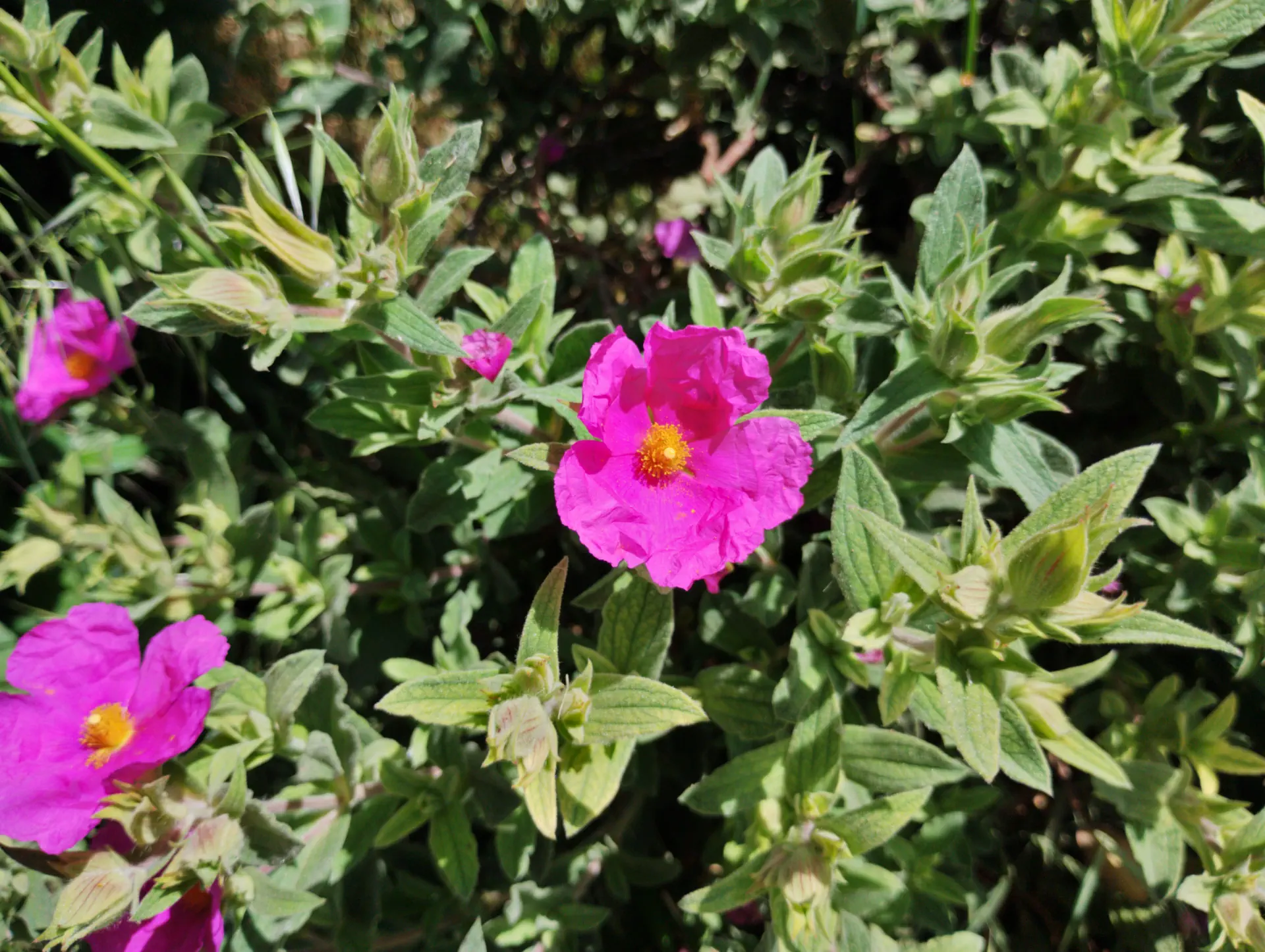 img/cistus-incanus-2.webp