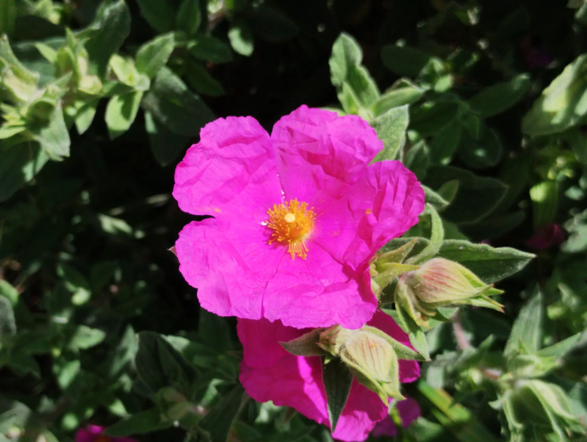 img/cistus-incanus.webp