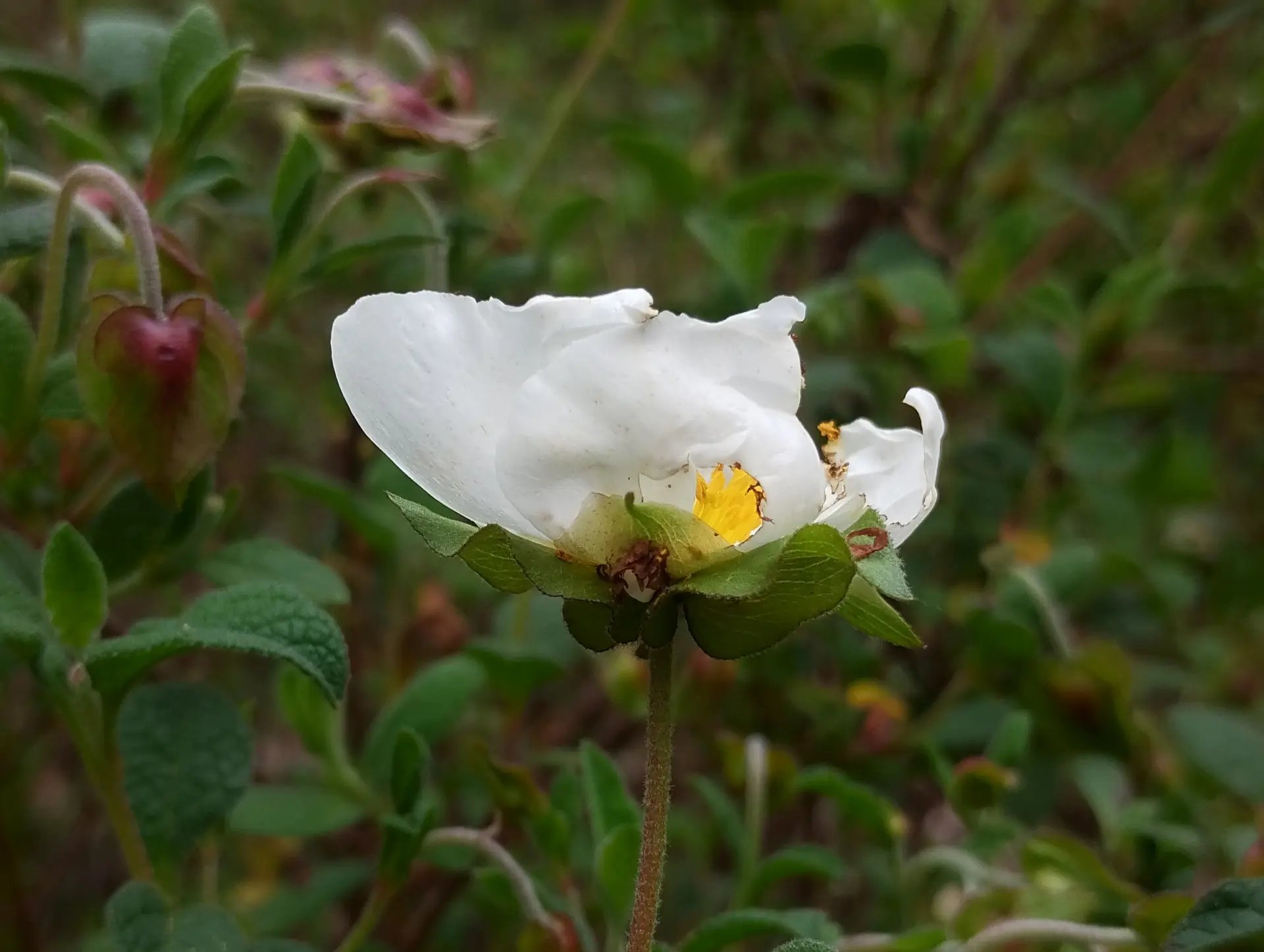 img/cistus-salviifolius-2.webp