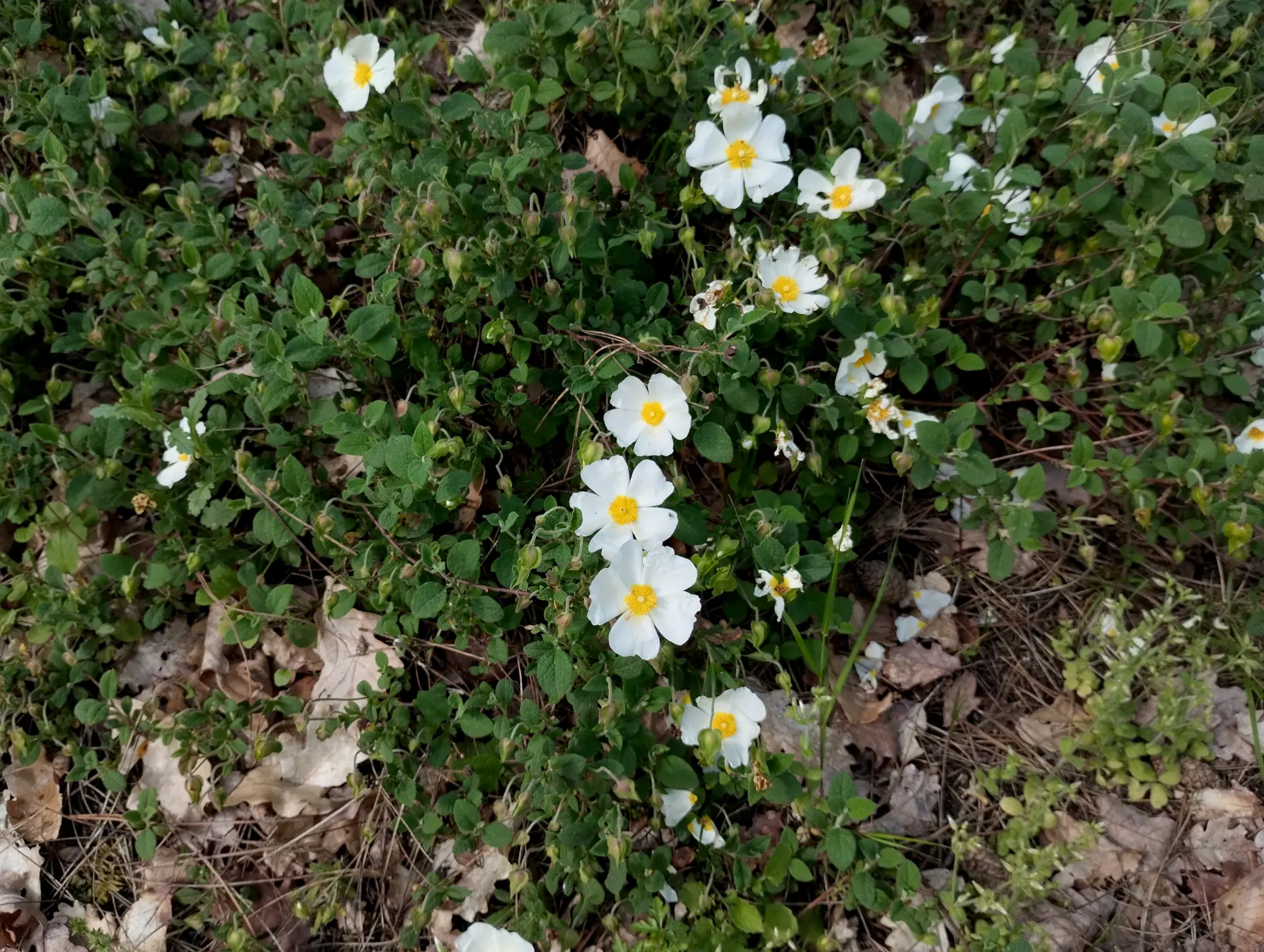 img/cistus-salviifolius-3.webp