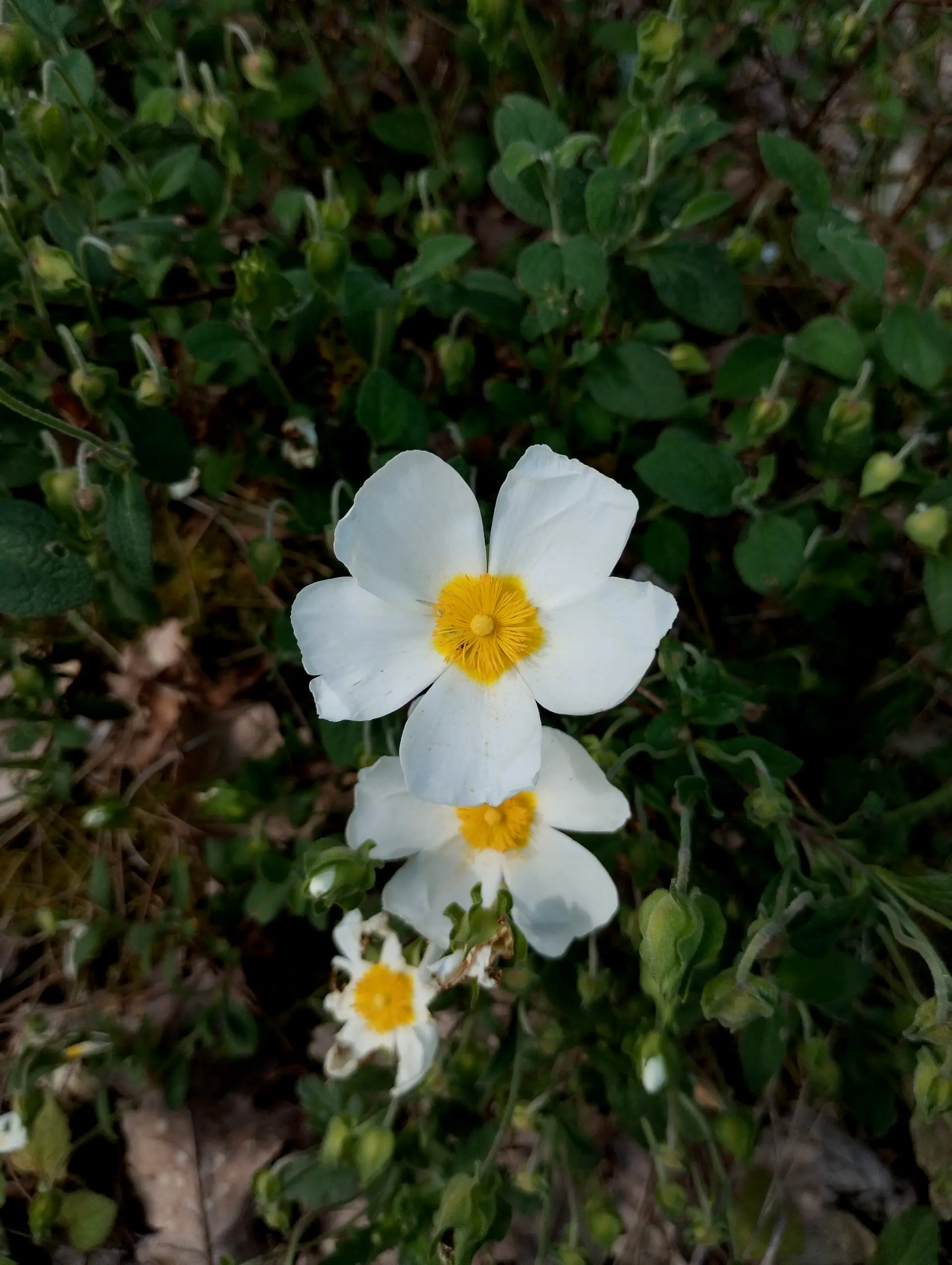 img/cistus-salviifolius-5.webp