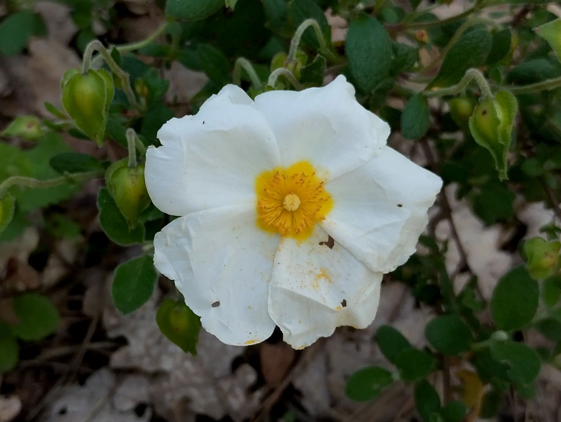img/cistus-salviifolius.webp